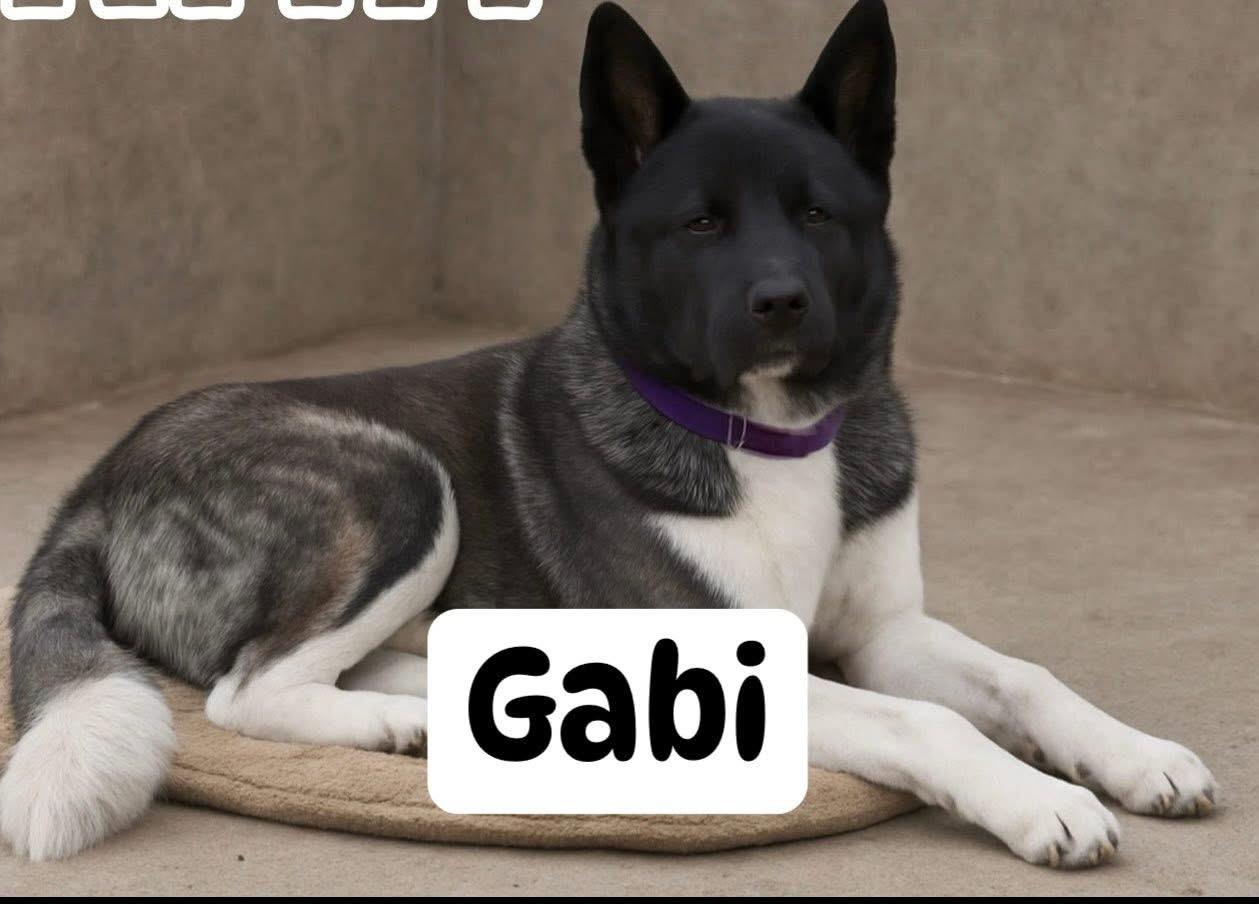 Enlarge Gabi, a ADOPTABLE Akita in Chicago, IL image 4/4