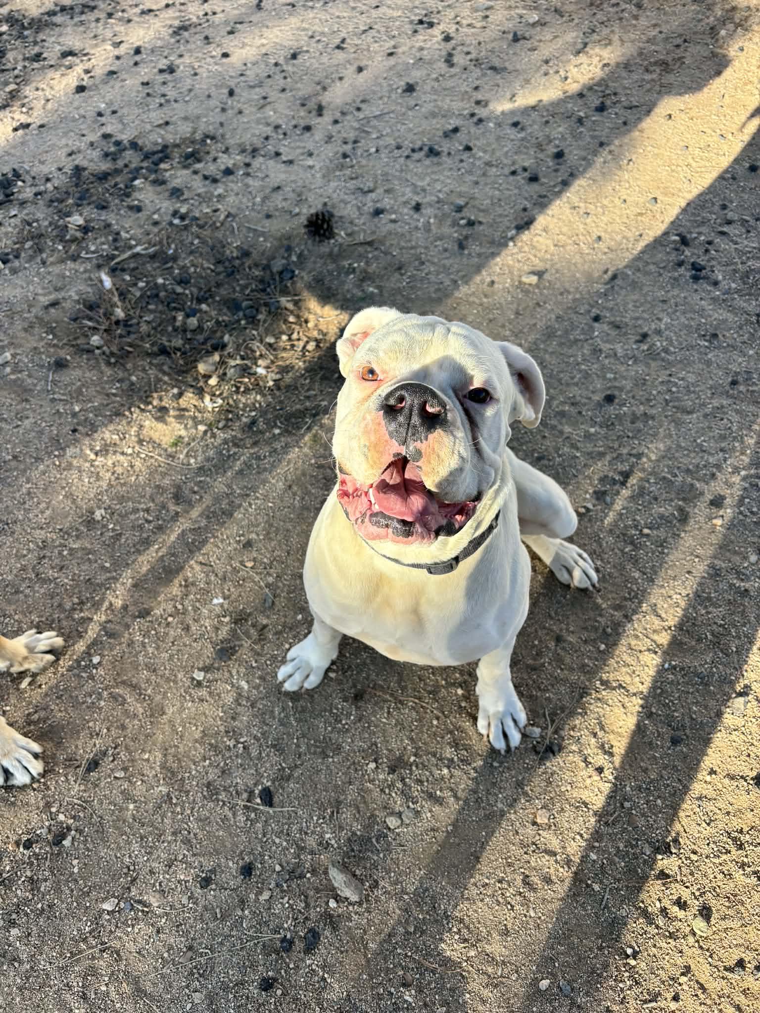 Kittle, ADOPTABLE, Young Male Boxer.