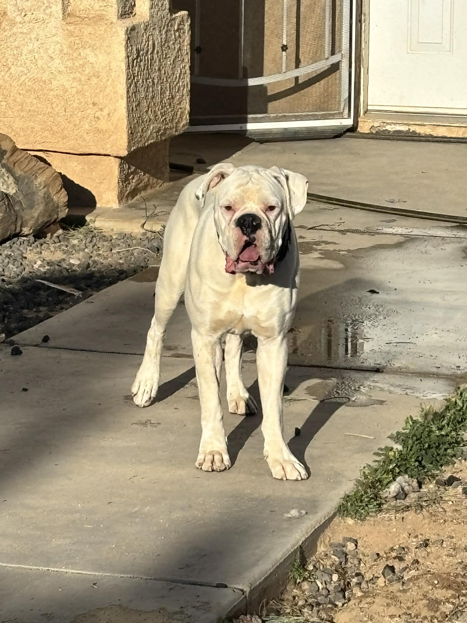 Enlarge Kittle, a ADOPTABLE Boxer in Phelan, CA image 2/2