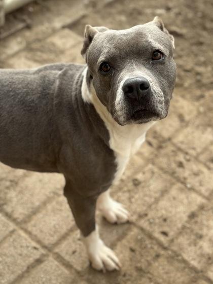 Enlarge Dolce, a Adoptable mixed breed in Irving, TX image 1/3