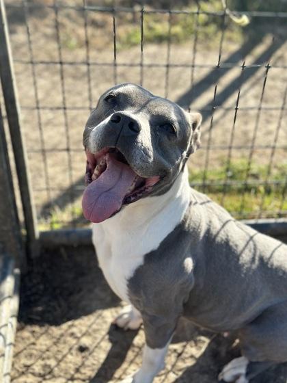 Enlarge Dolce, a Adoptable mixed breed in Irving, TX image 2/3