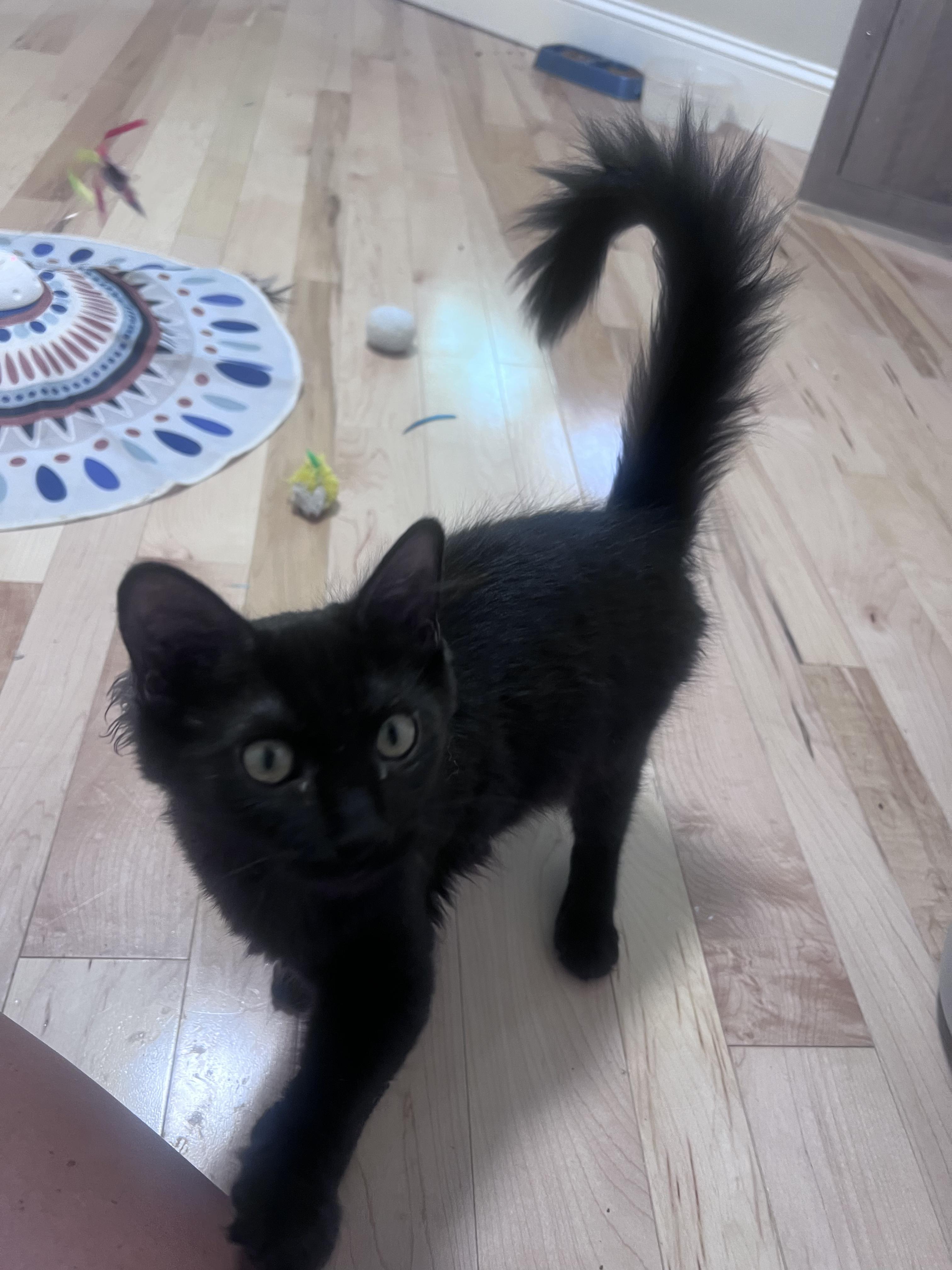 Ella