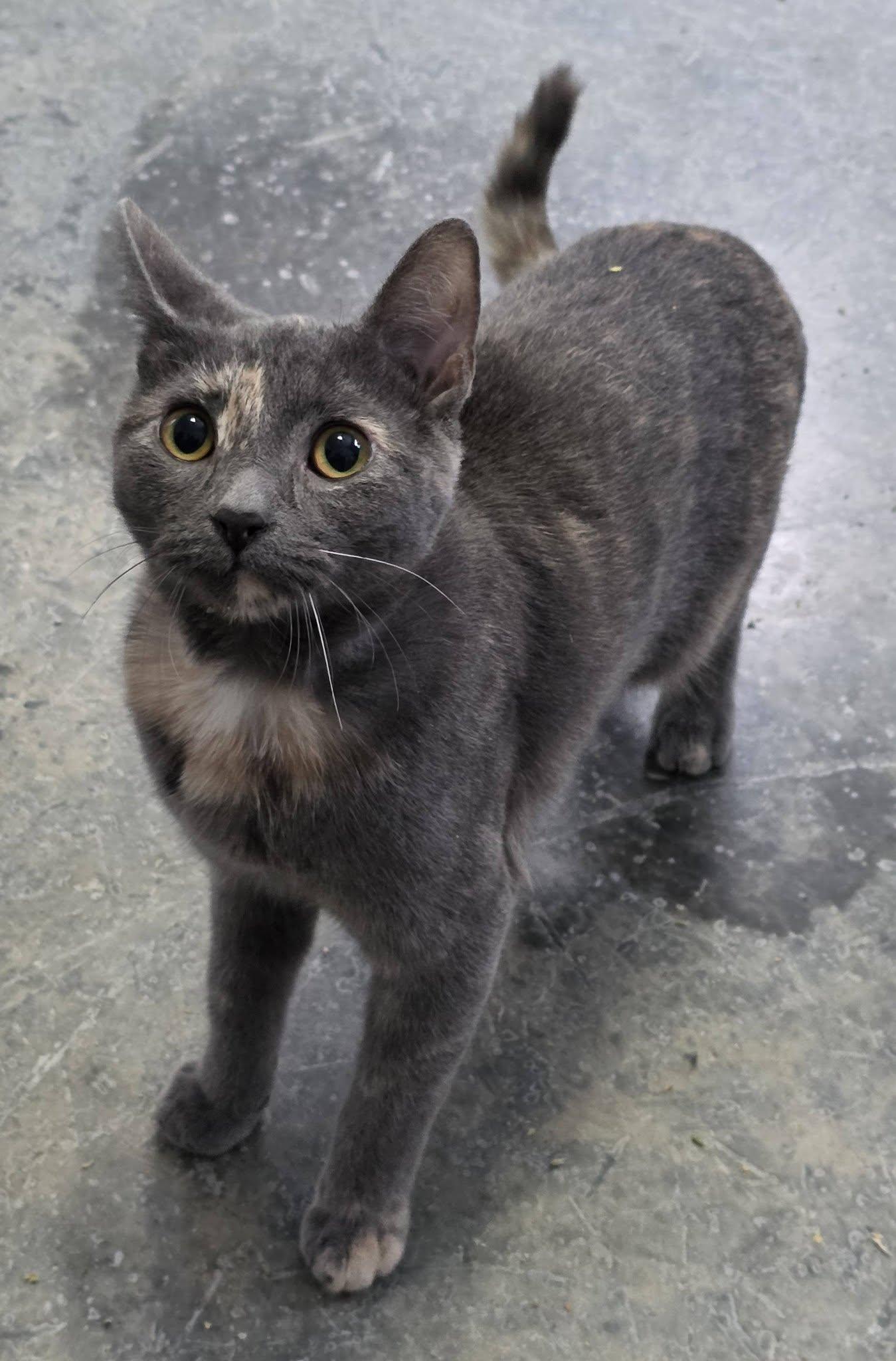 Raven cat, Adoptable, Young Female Domestic Medium Hair.