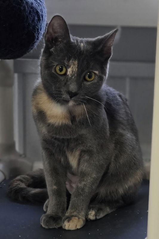 Enlarge Raven cat, a Adoptable Domestic Medium Hair in Woodsfield, OH image 2/2