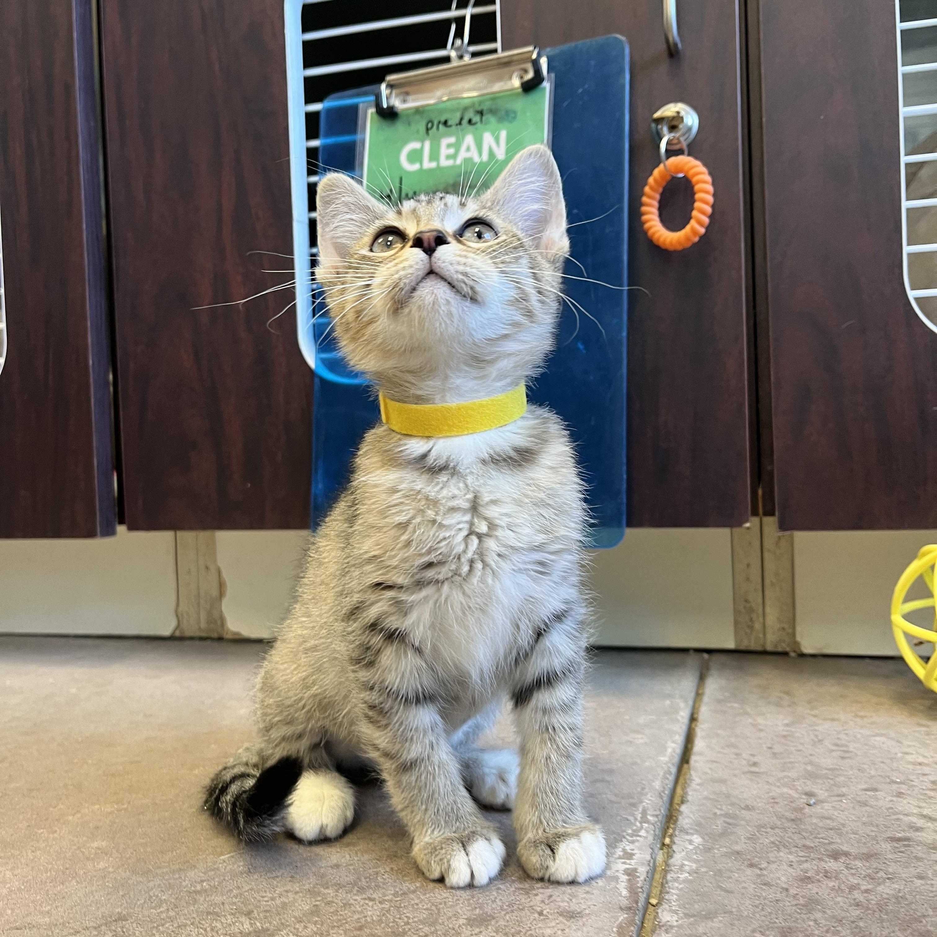 Enlarge Lemon Cello, an adopted mixed breed in Buena Vista, CO image 2/5