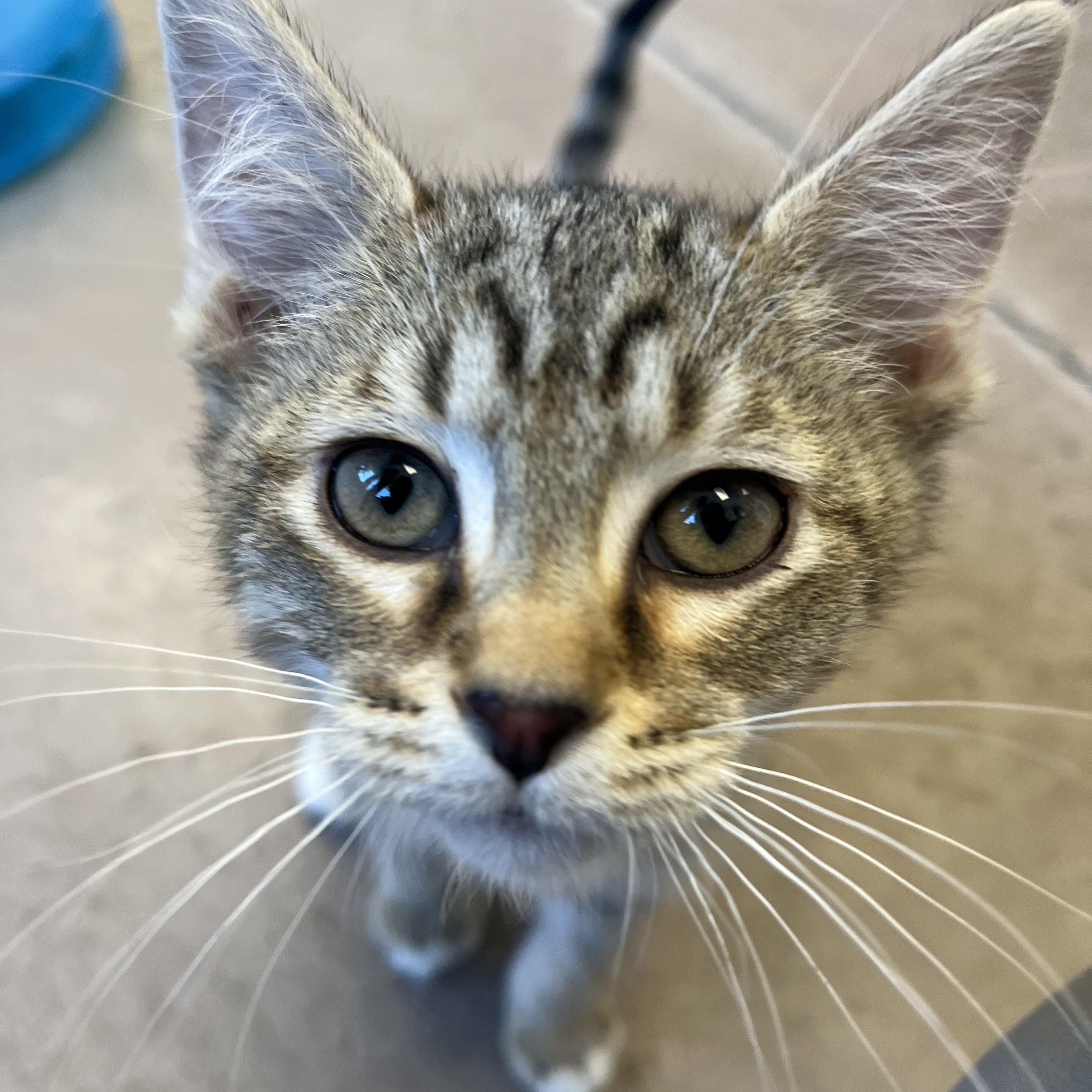 Enlarge Lemon Cello, an adopted mixed breed in Buena Vista, CO image 3/5