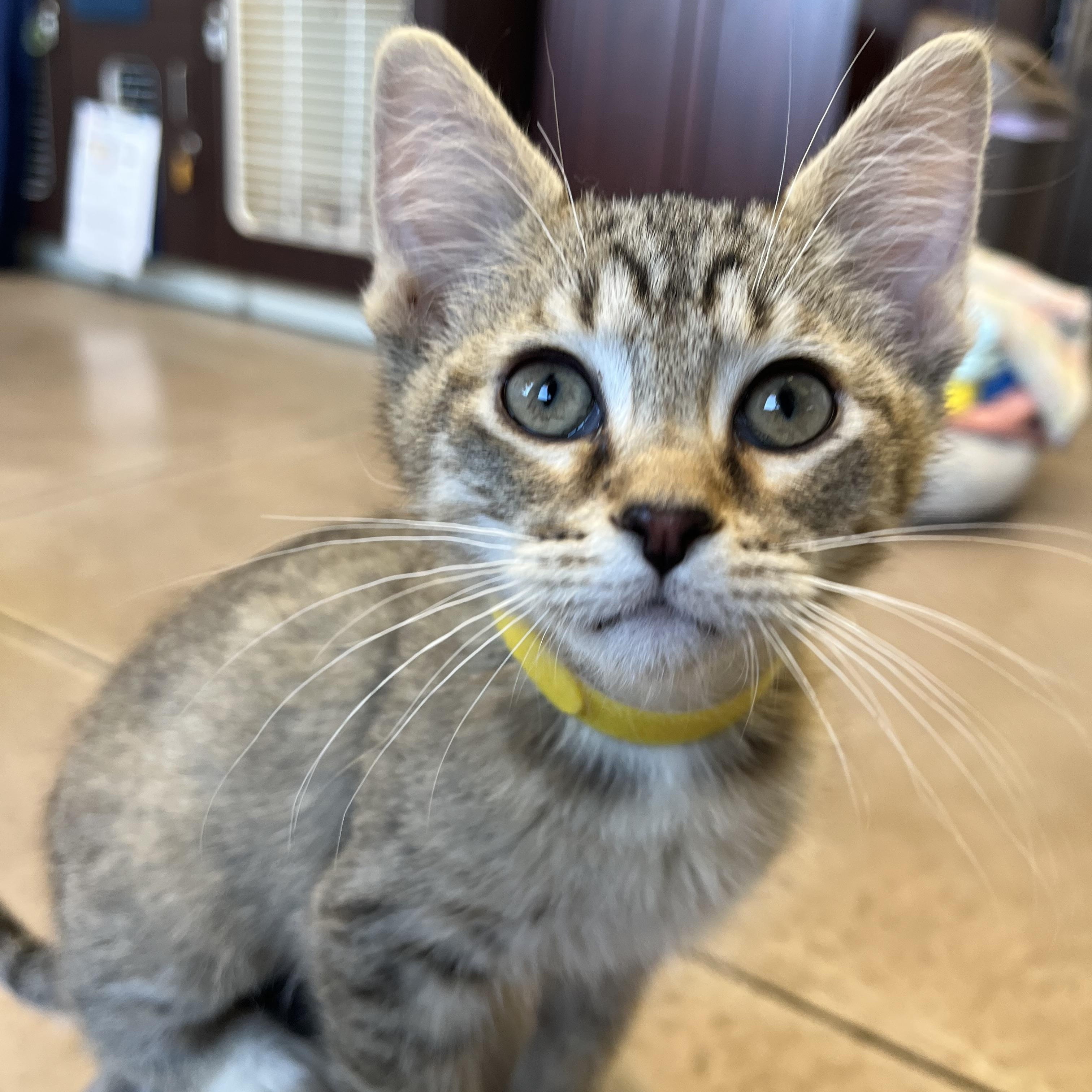 Enlarge Lemon Cello, an adopted mixed breed in Buena Vista, CO image 4/5