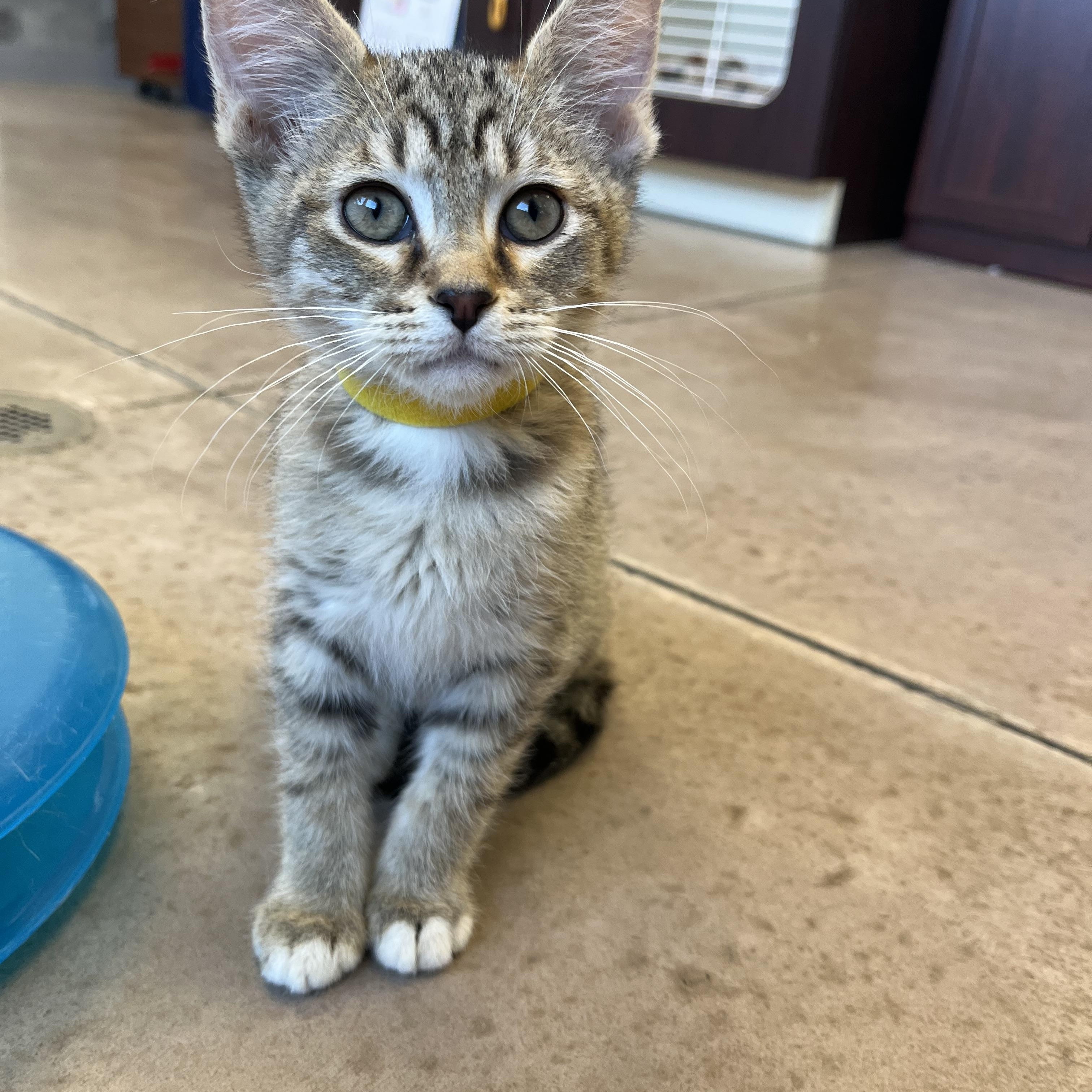Enlarge Lemon Cello, an adopted mixed breed in Buena Vista, CO image 5/5