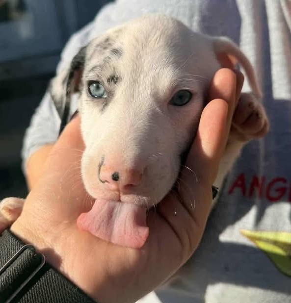 Habanero, ADOPTABLE, Puppy Male Mixed Breed.