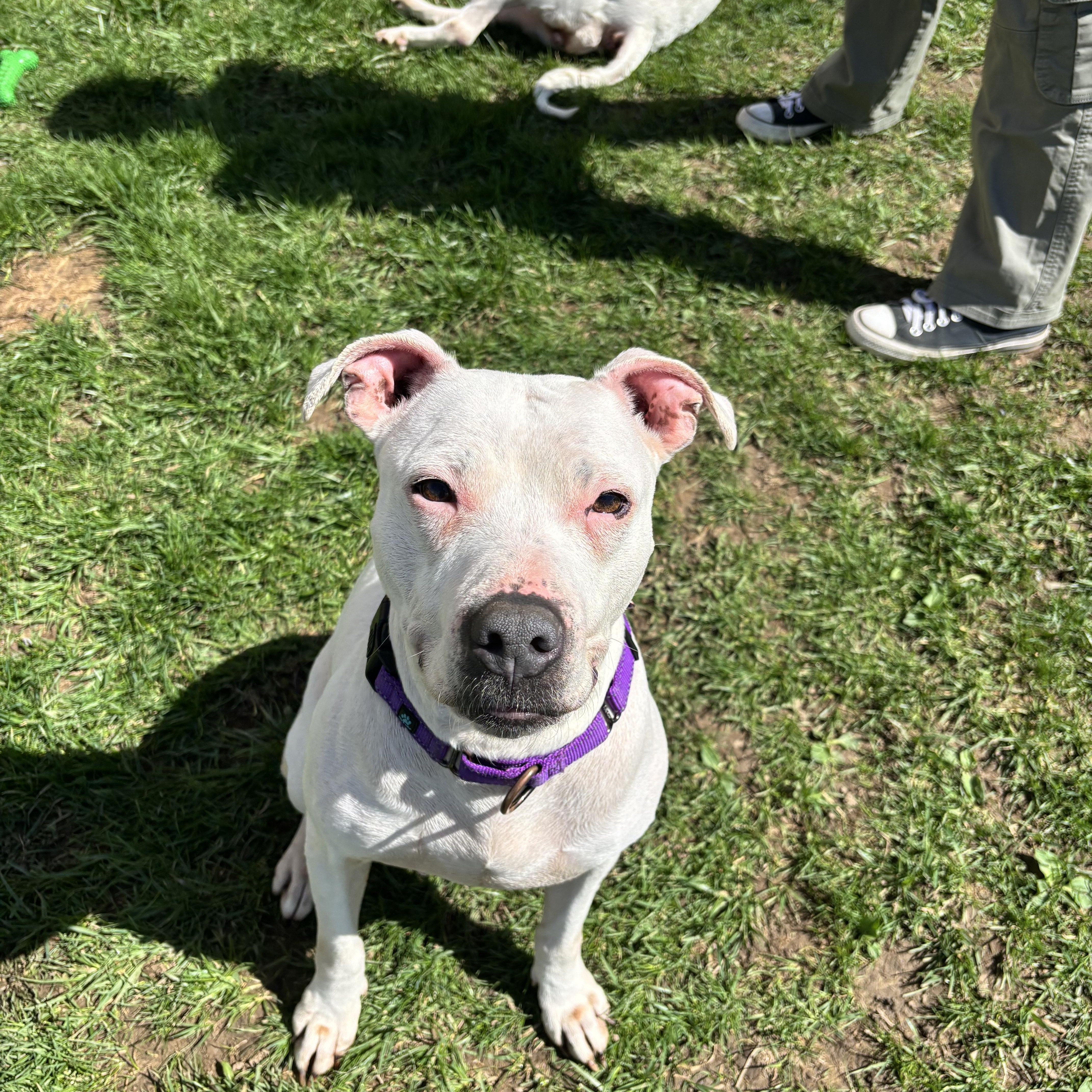 Boo, a ADOPTABLE mixed breed in Jamesville, NY image 5/5