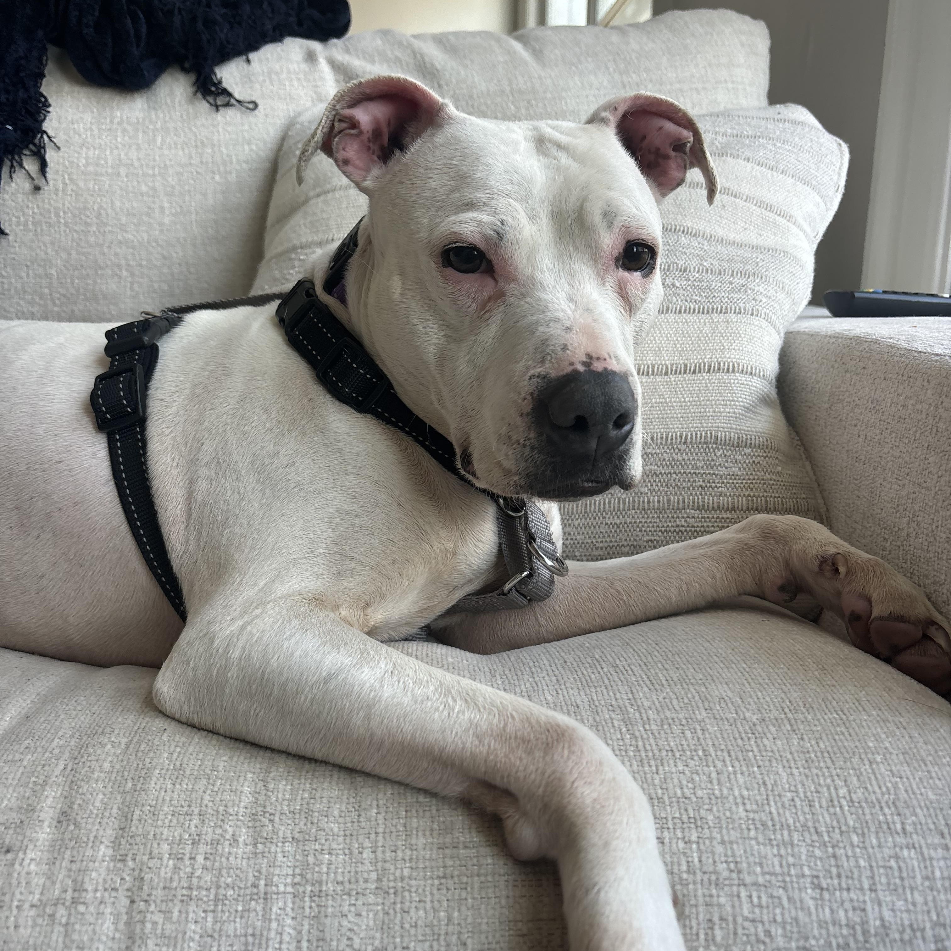 Boo, ADOPTABLE, Young Female Terrier.