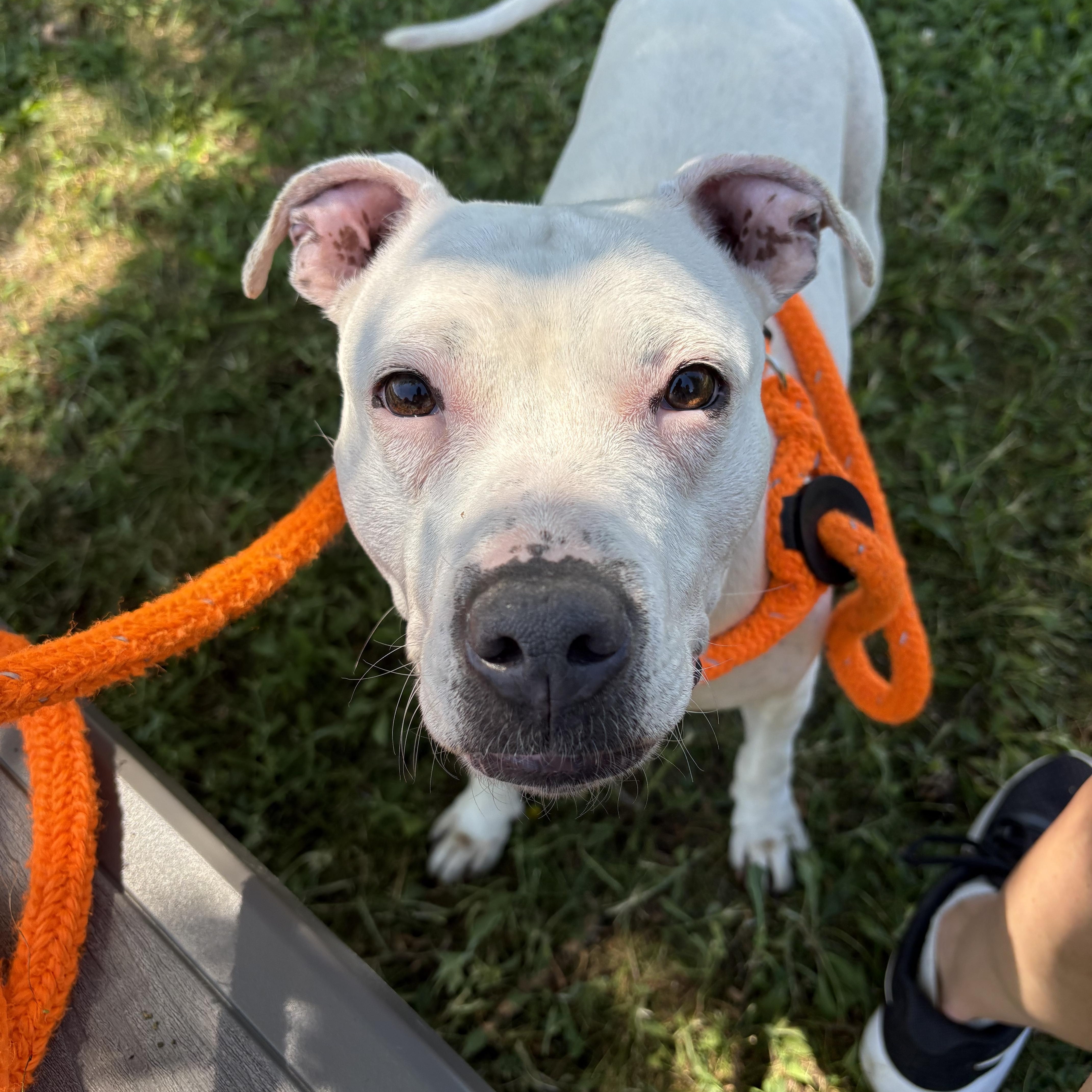 Boo, a ADOPTABLE mixed breed in Jamesville, NY image 6/6