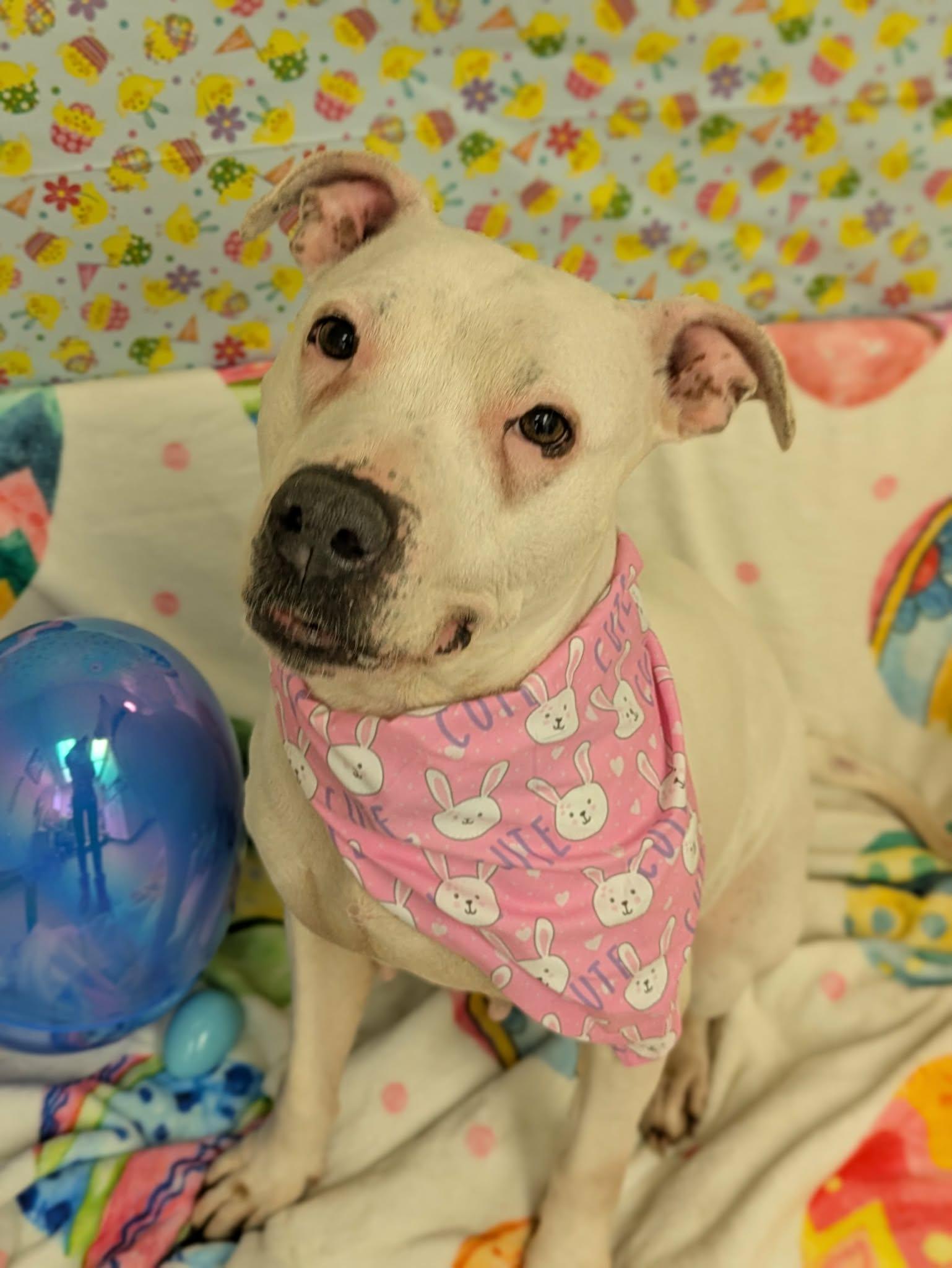 Enlarge Boo, a ADOPTABLE mixed breed in Jamesville, NY image 4/5