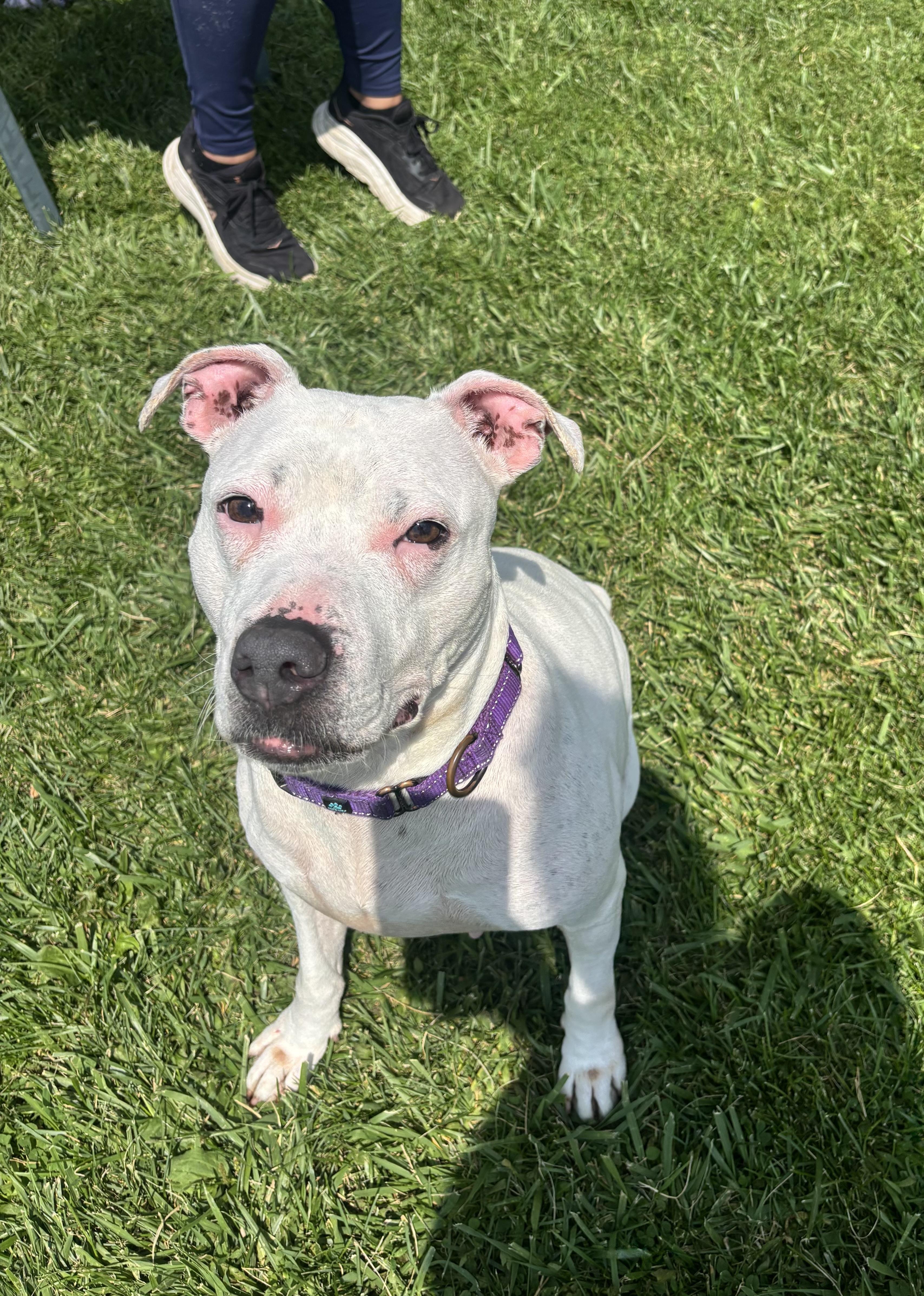 Boo, a ADOPTABLE mixed breed in Jamesville, NY image 4/6