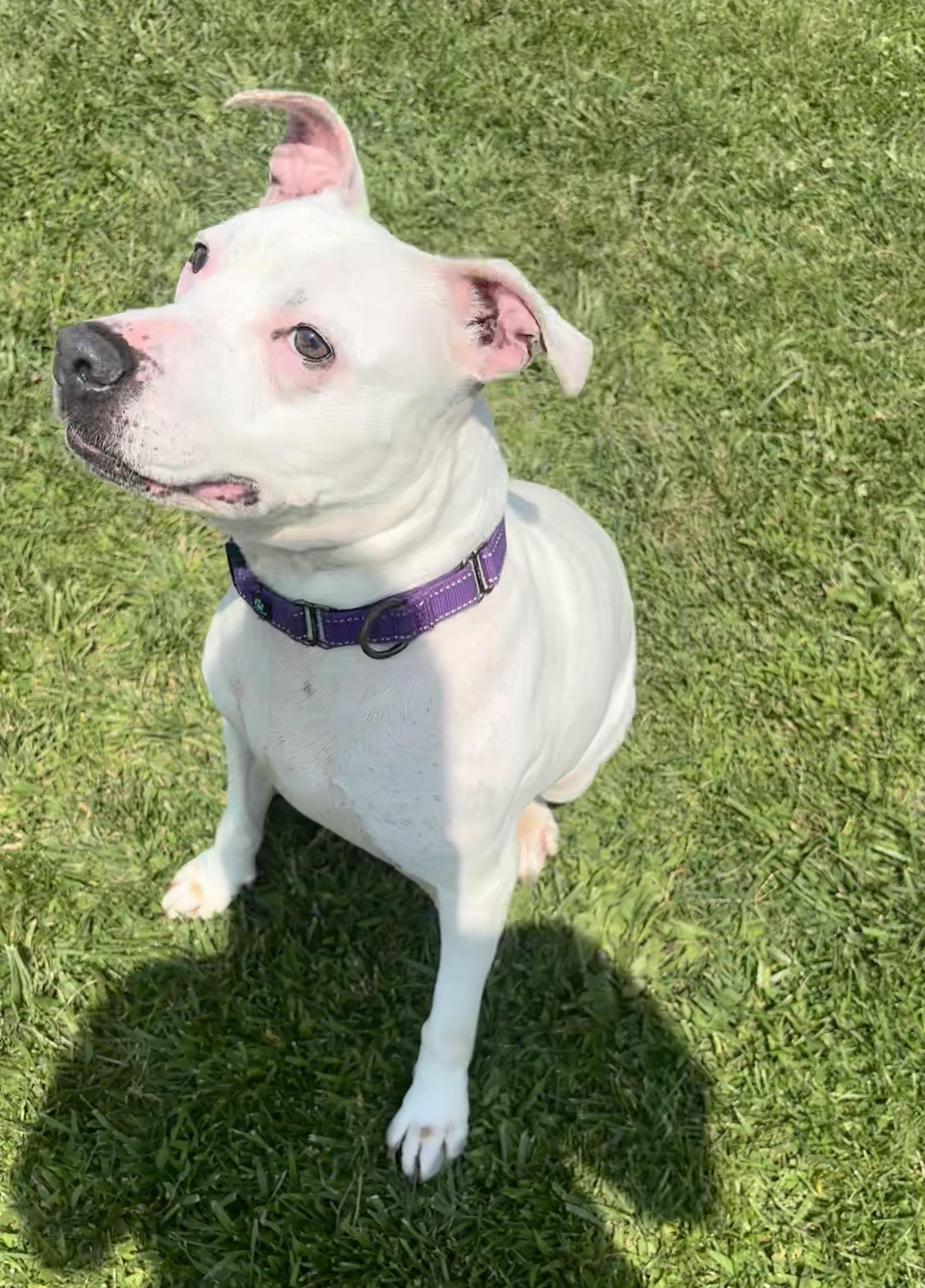 Boo, a ADOPTABLE mixed breed in Jamesville, NY image 5/6