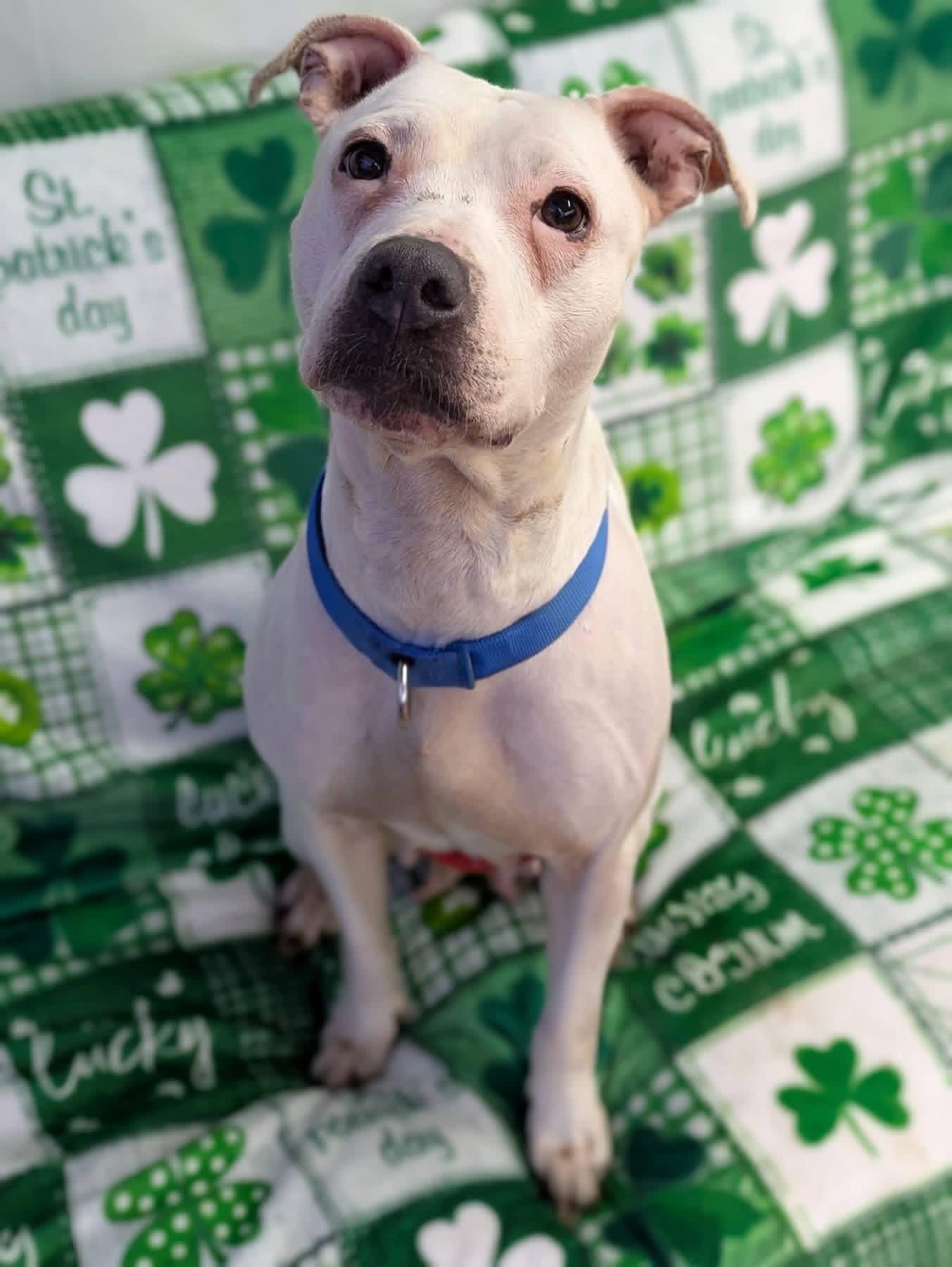 Enlarge Boo, a ADOPTABLE mixed breed in Jamesville, NY image 5/5