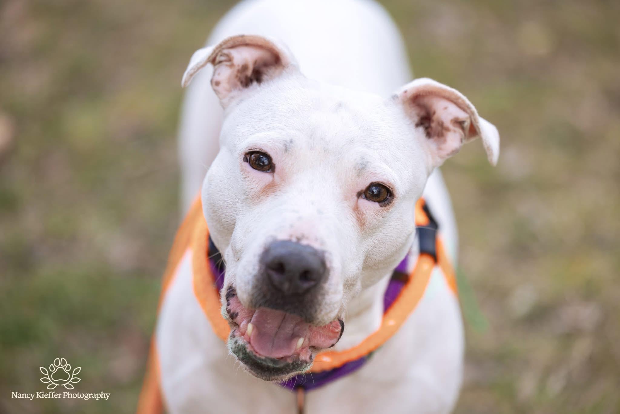 Boo, ADOPTABLE, Young Female Terrier.