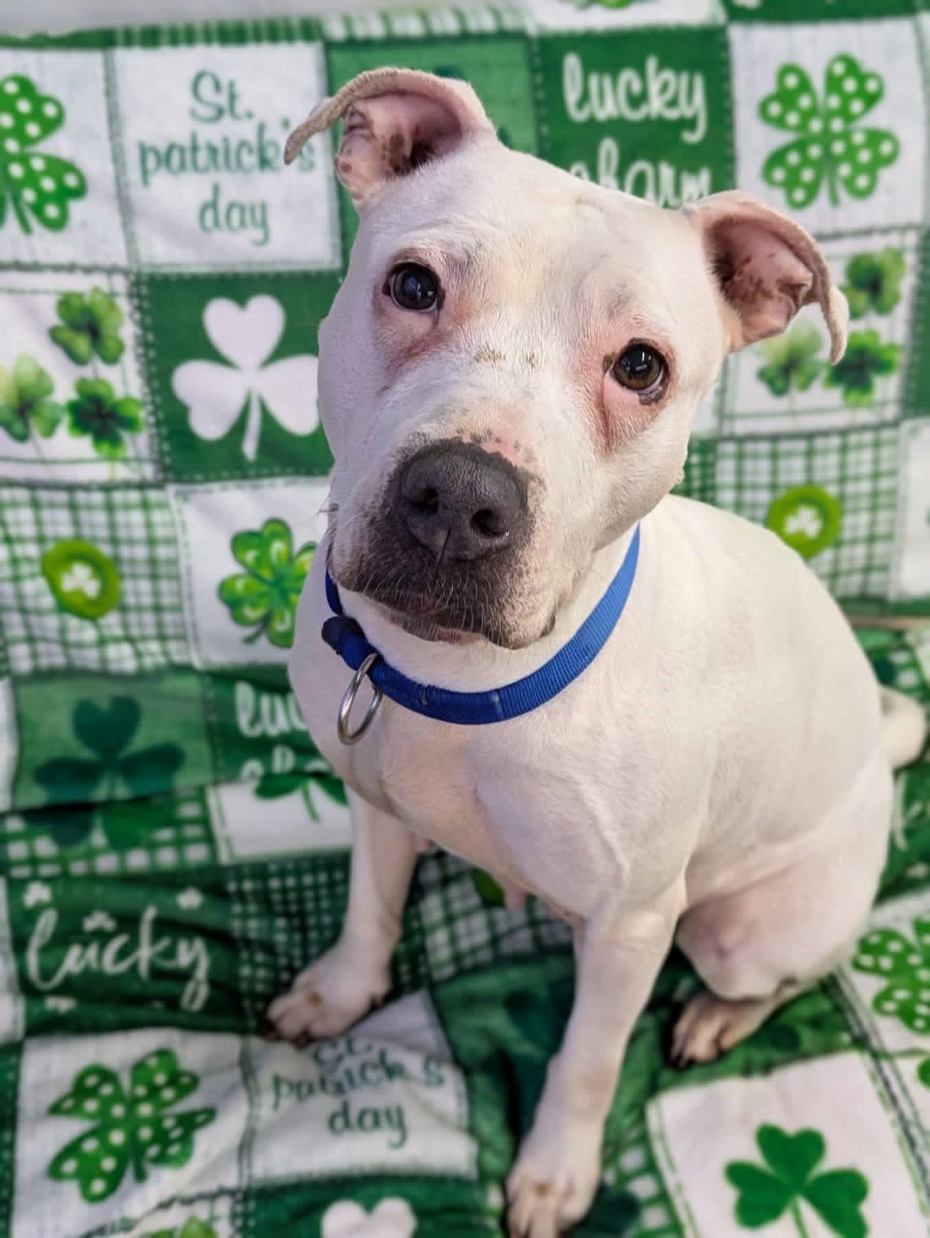 Enlarge Boo, a ADOPTABLE mixed breed in Jamesville, NY image 3/5