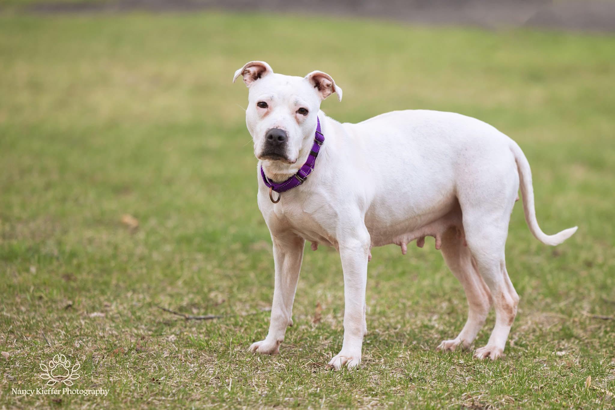 Enlarge Boo, a ADOPTABLE mixed breed in Jamesville, NY image 2/5