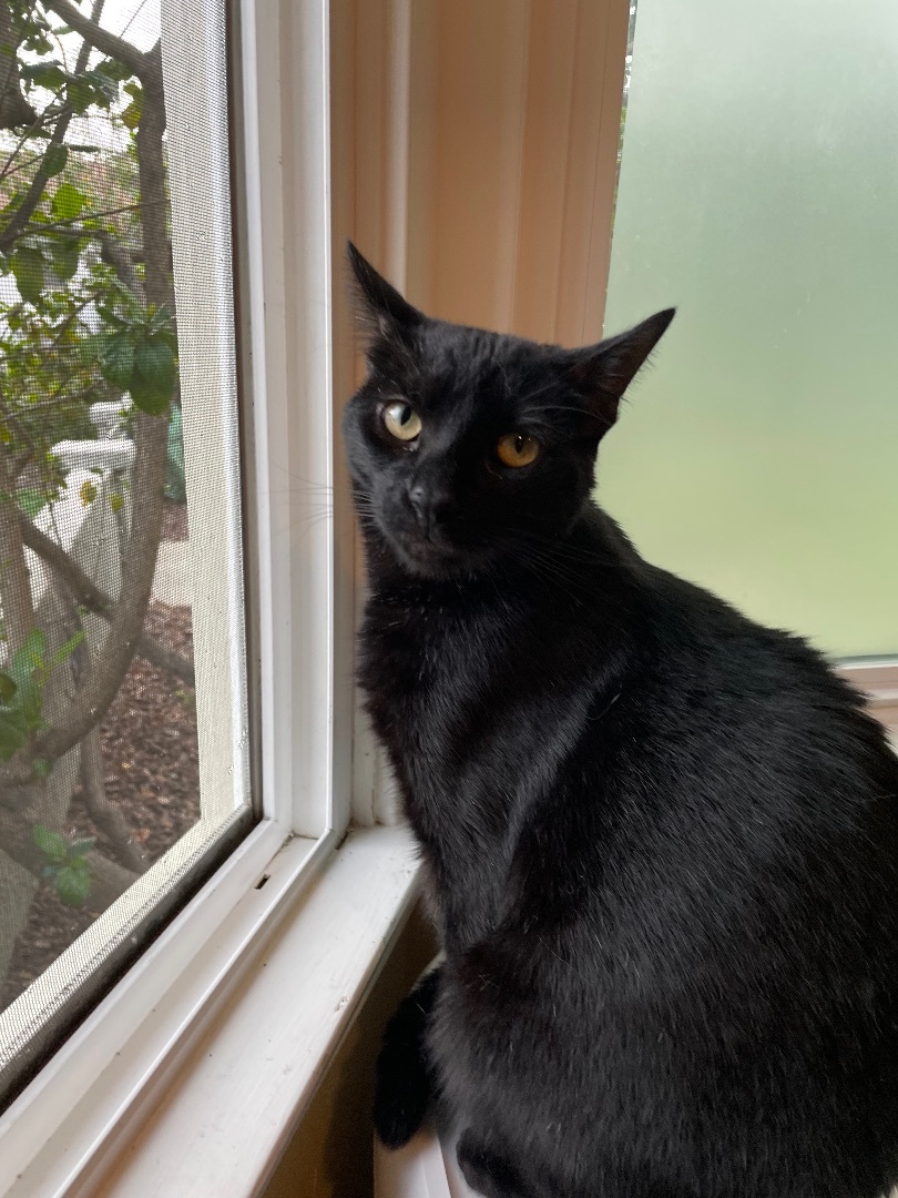 Ace , a Adoptable Domestic Short Hair in Bell Gardens, CA image 1/10