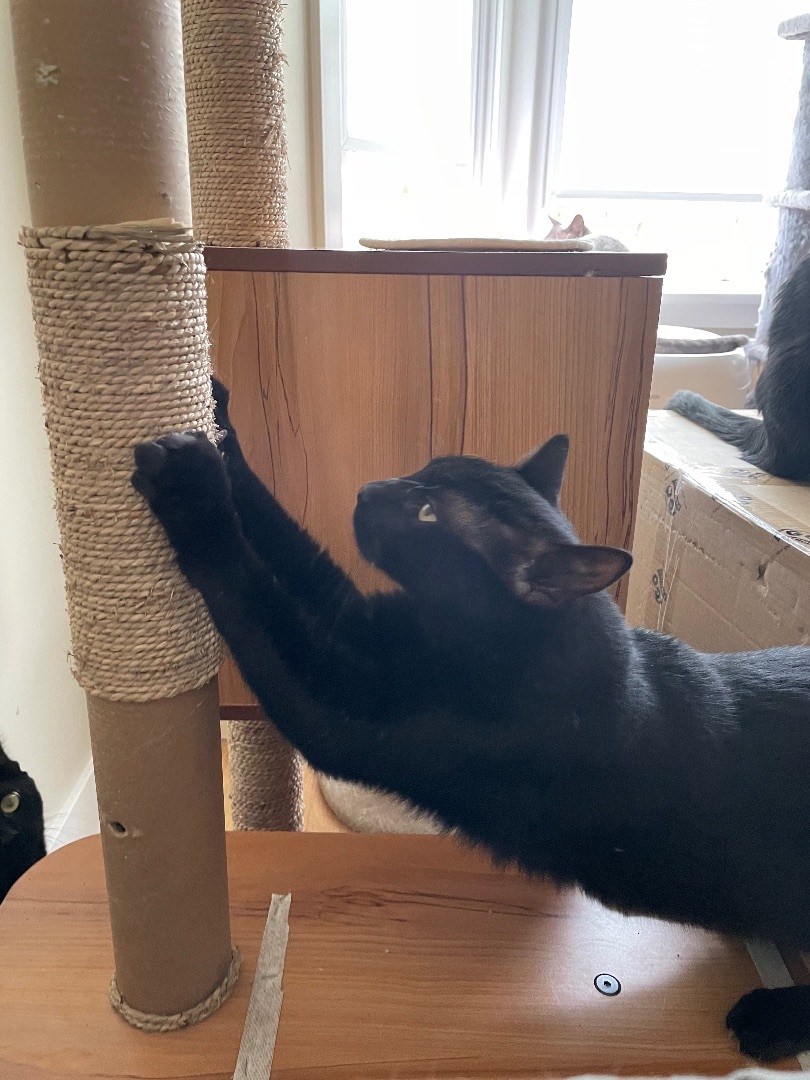 Ace , a Adoptable Domestic Short Hair in Bell Gardens, CA image 2/10