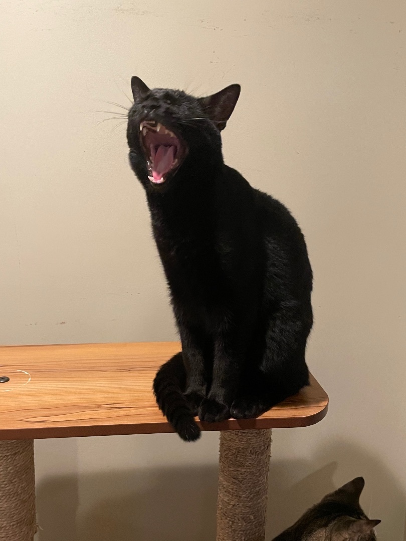 Ace , a Adoptable Domestic Short Hair in Bell Gardens, CA image 3/10