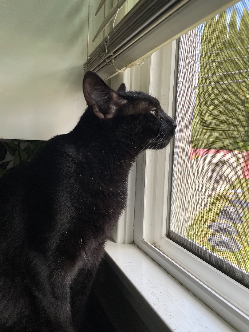 Ace , a Adoptable Domestic Short Hair in Bell Gardens, CA image 4/10