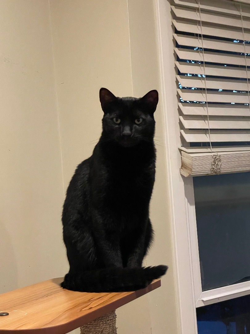 Ace , a Adoptable Domestic Short Hair in Bell Gardens, CA image 5/10