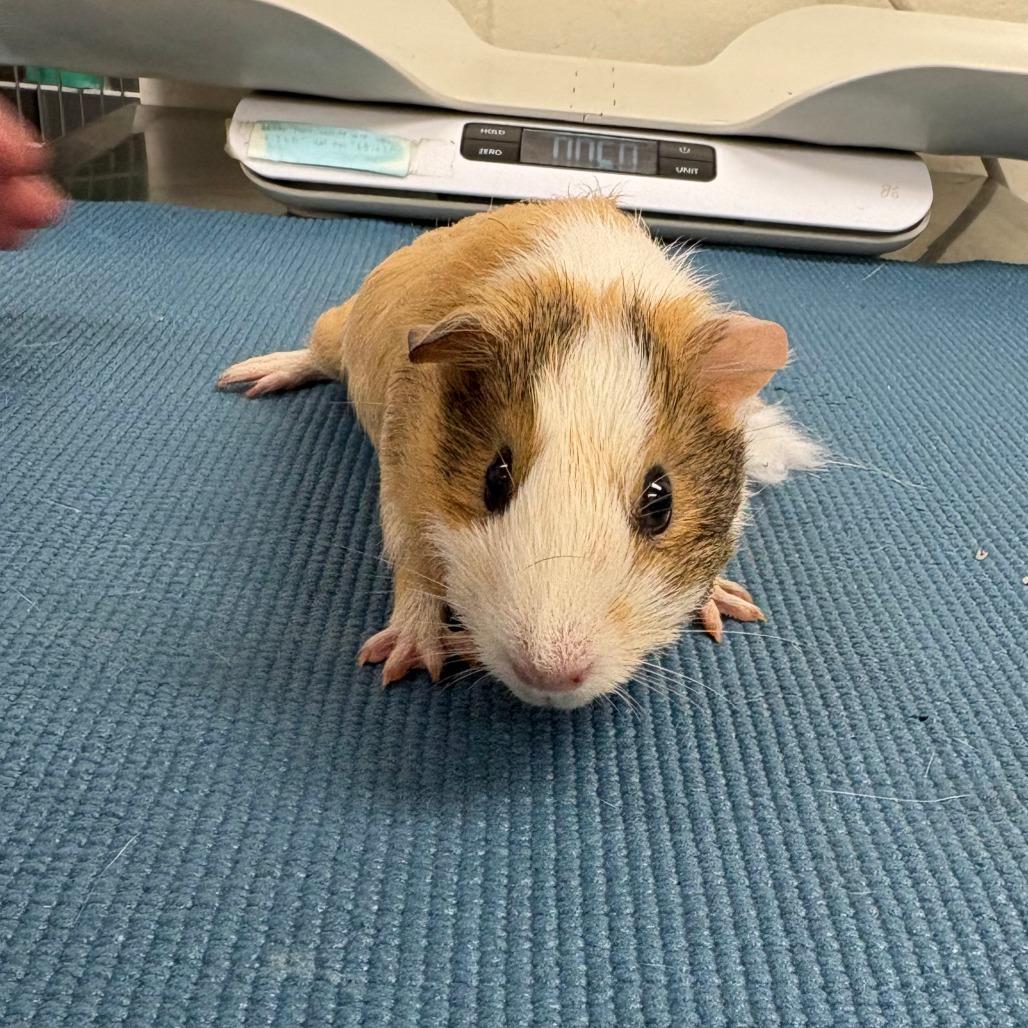 Palmolive, Adoptable, Baby Female Guinea Pig.