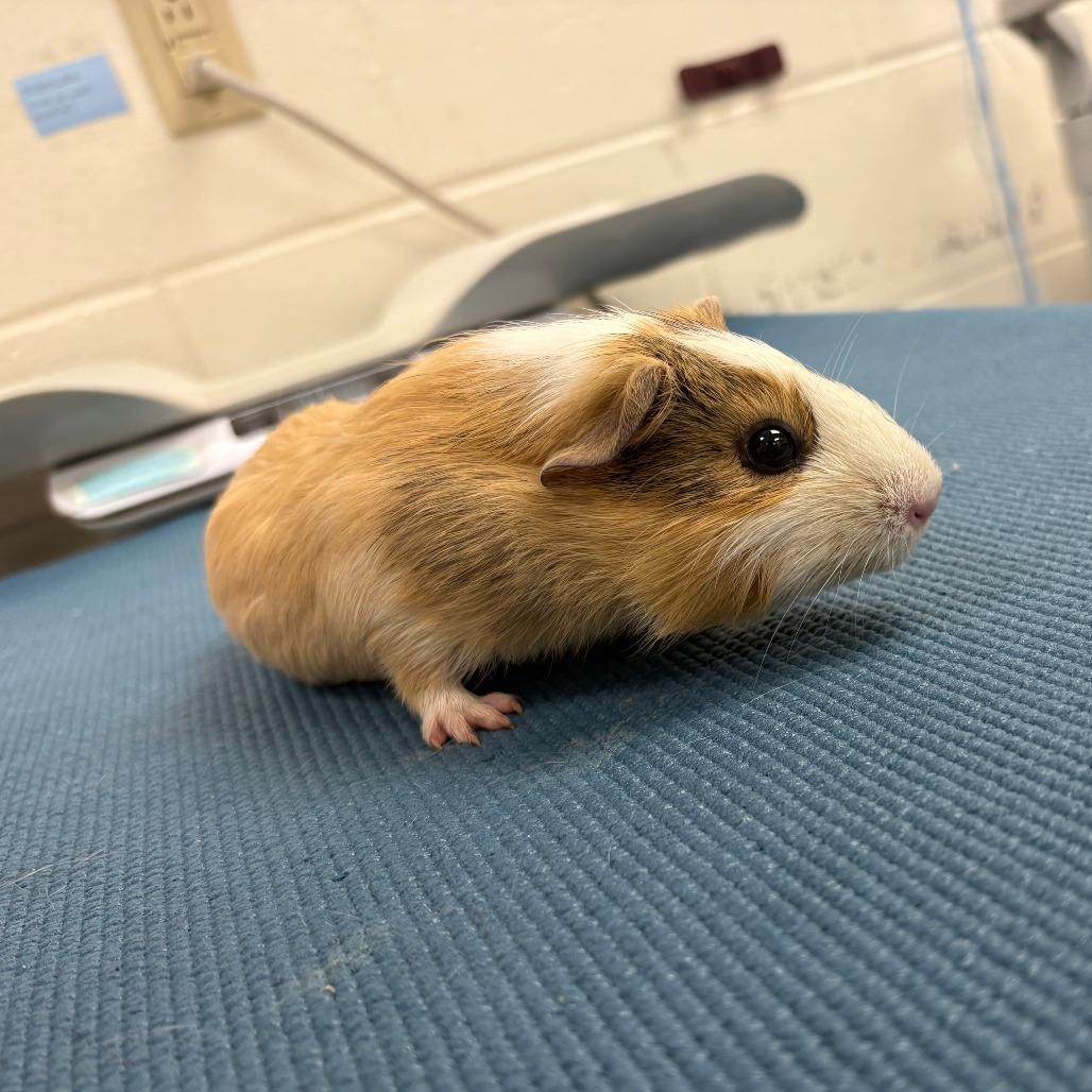 Palmolive, a Adoptable Guinea Pig in Brockton, MA image 2/2