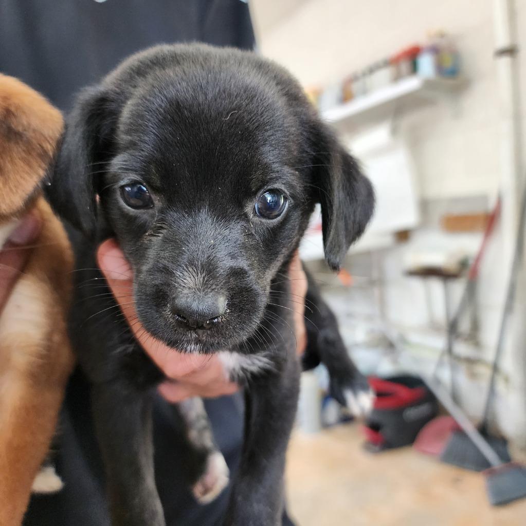 Toeless, Adoptable, Puppy Female Affenpinscher.