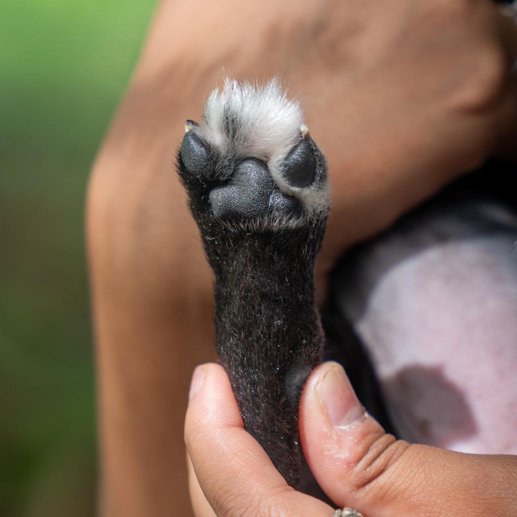 Enlarge Toeless, a Adoptable Affenpinscher in Mangilao, GU image 2/3