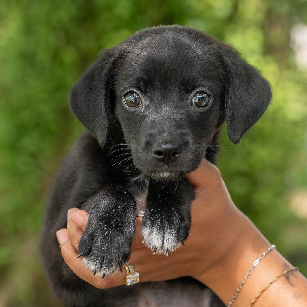 Enlarge Toeless, a Adoptable Affenpinscher in Mangilao, GU image 3/3
