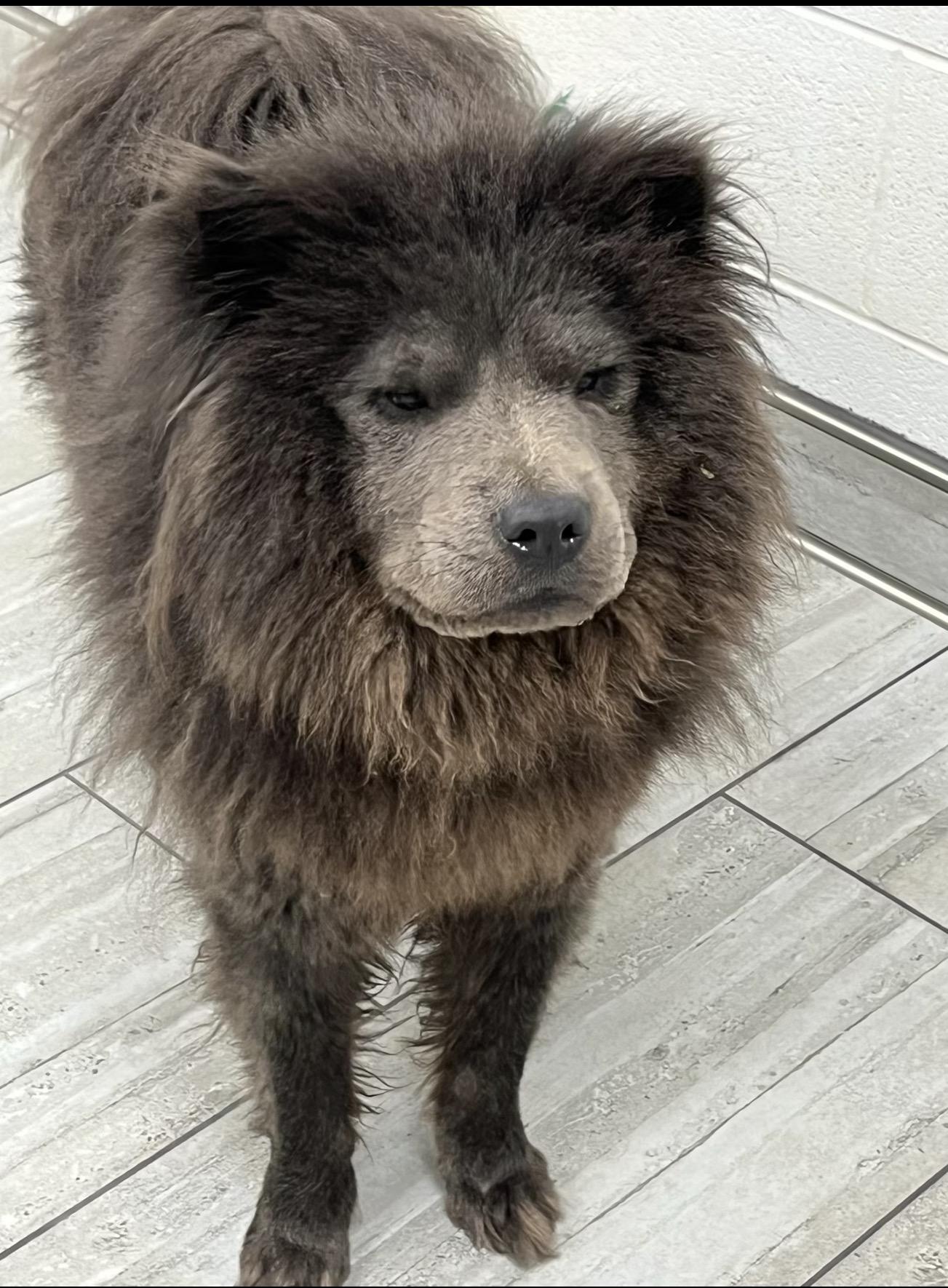 Enlarge Lexi, a Adopted Chow Chow in Rochester, NY image 5/5