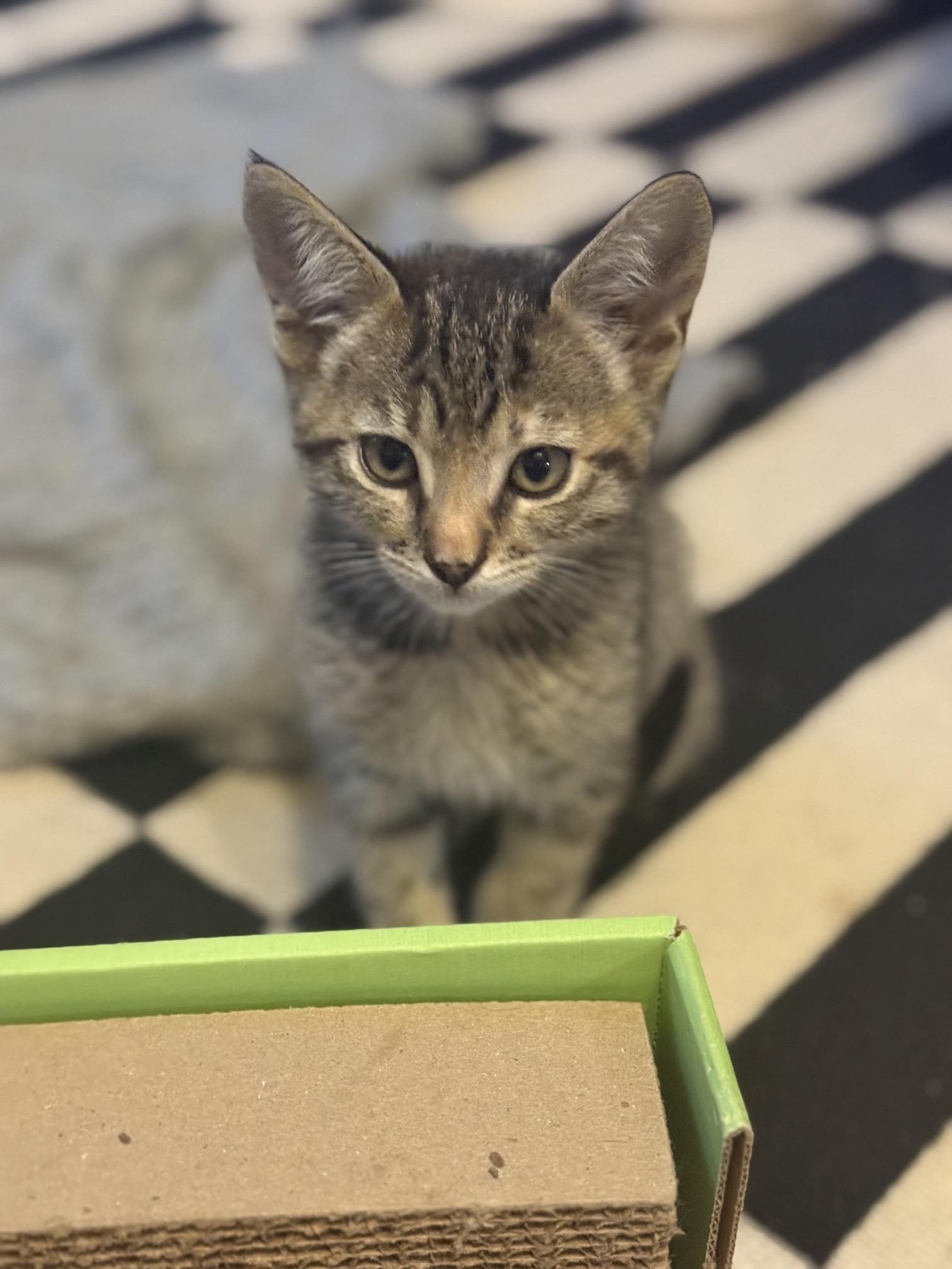 Dandelion, adoptable, Kitten Female Domestic Short Hair.