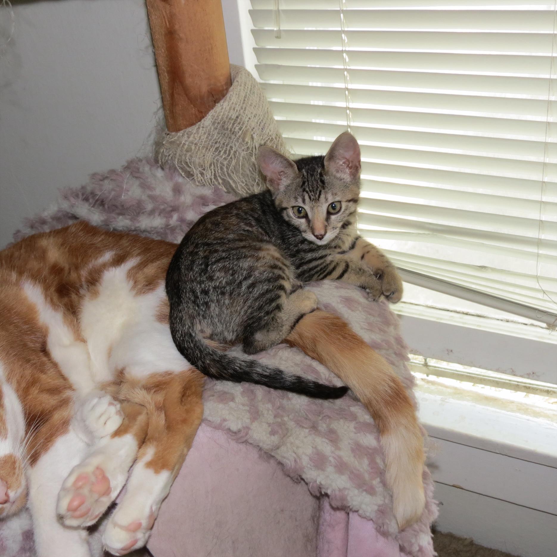 Enlarge Dandelion, an adoptable Domestic Short Hair in Davis, CA image 5/5