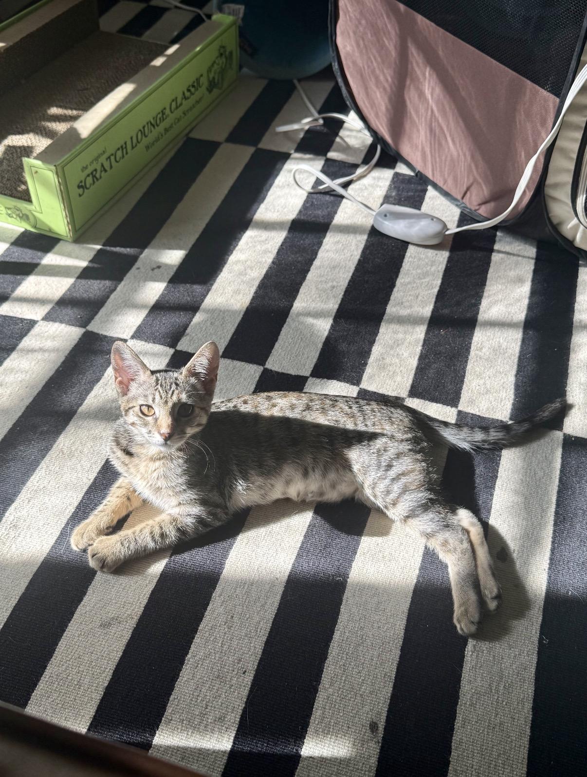 Dandelion, adoptable, Kitten Female Domestic Short Hair.