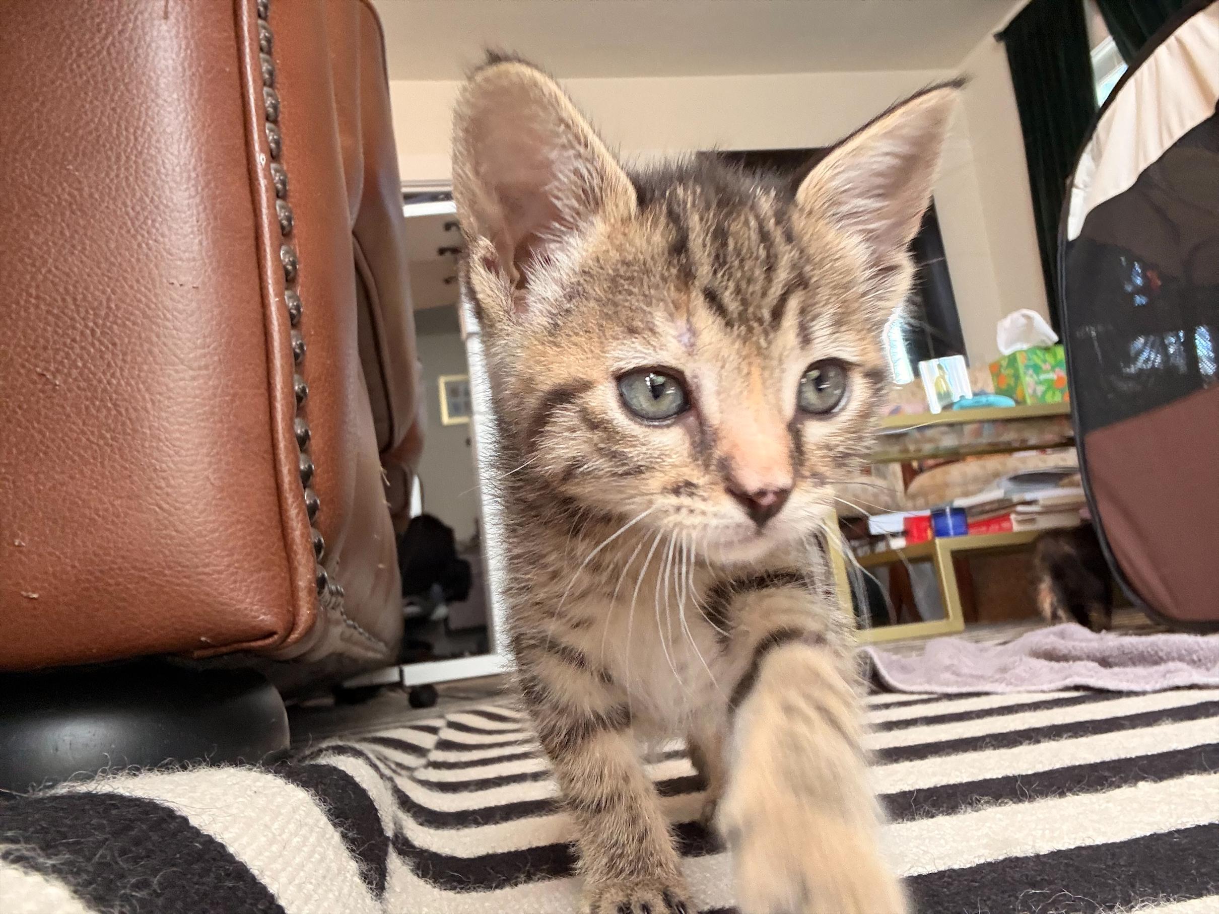 Enlarge Dandelion, an adoptable Domestic Short Hair in Davis, CA image 3/5