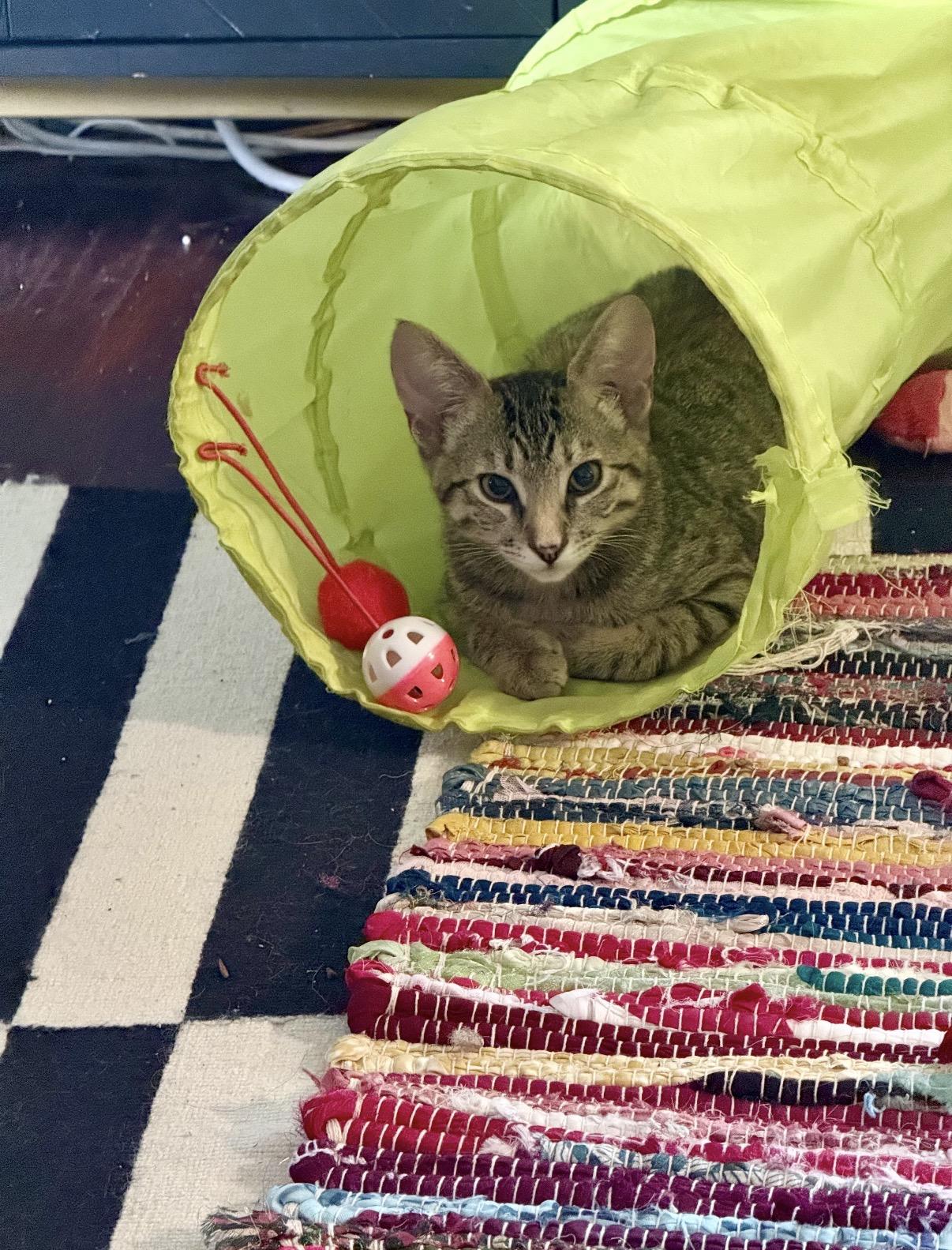 Dandelion, an adoptable Domestic Short Hair in Davis, CA image 5/6
