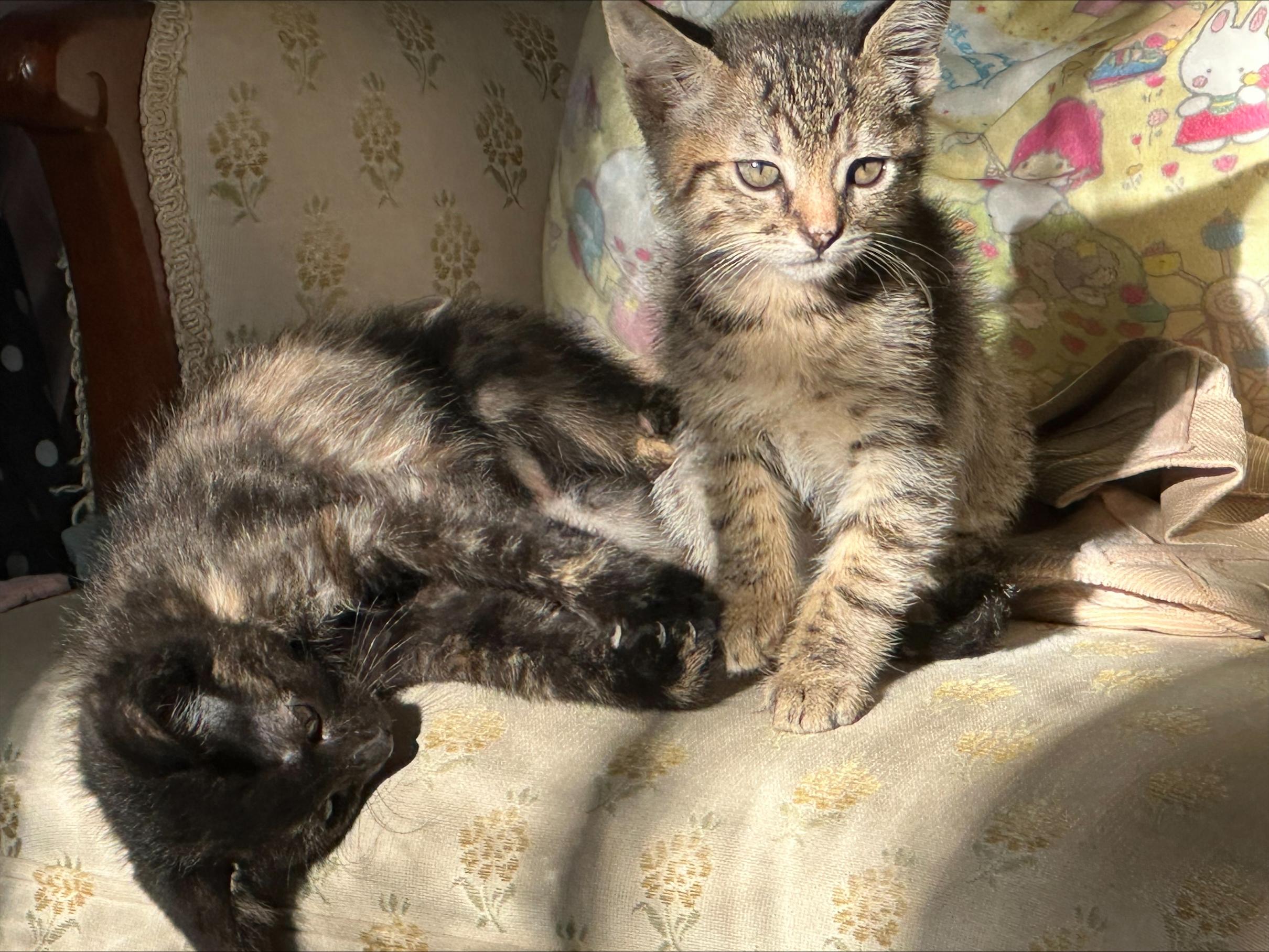 Enlarge Dandelion, an adoptable Domestic Short Hair in Davis, CA image 4/5