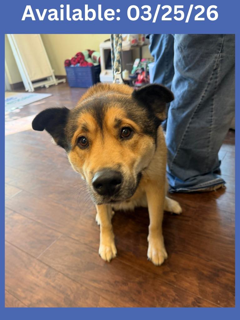 Enlarge Dog Kennel #8 Blue, a Adoptable mixed breed in Greenville, TX image 1/2