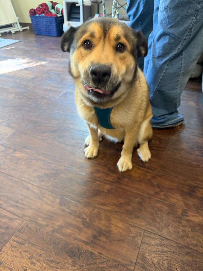 Enlarge Dog Kennel #8 Blue, a Adoptable mixed breed in Greenville, TX image 2/2