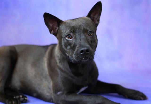 Enlarge JULIET, a Adoptable mixed breed in Fort Lauderdale, FL image 1/1