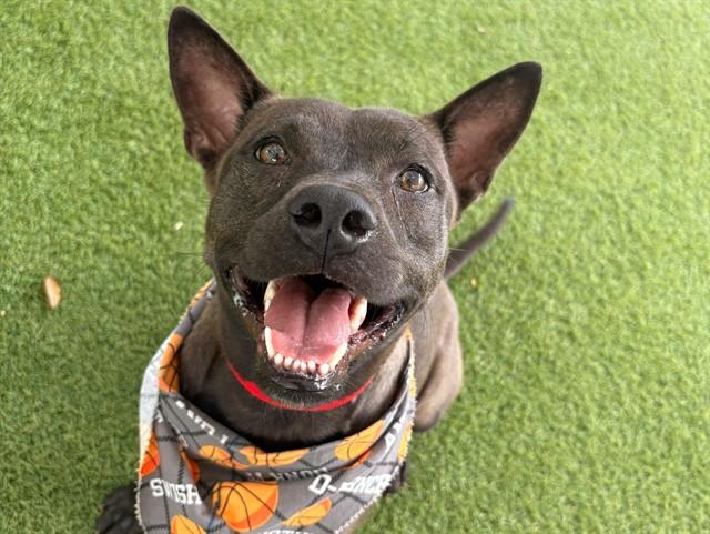 JULIET, Adoptable, Young Female Labrador Retriever & Mixed Breed.