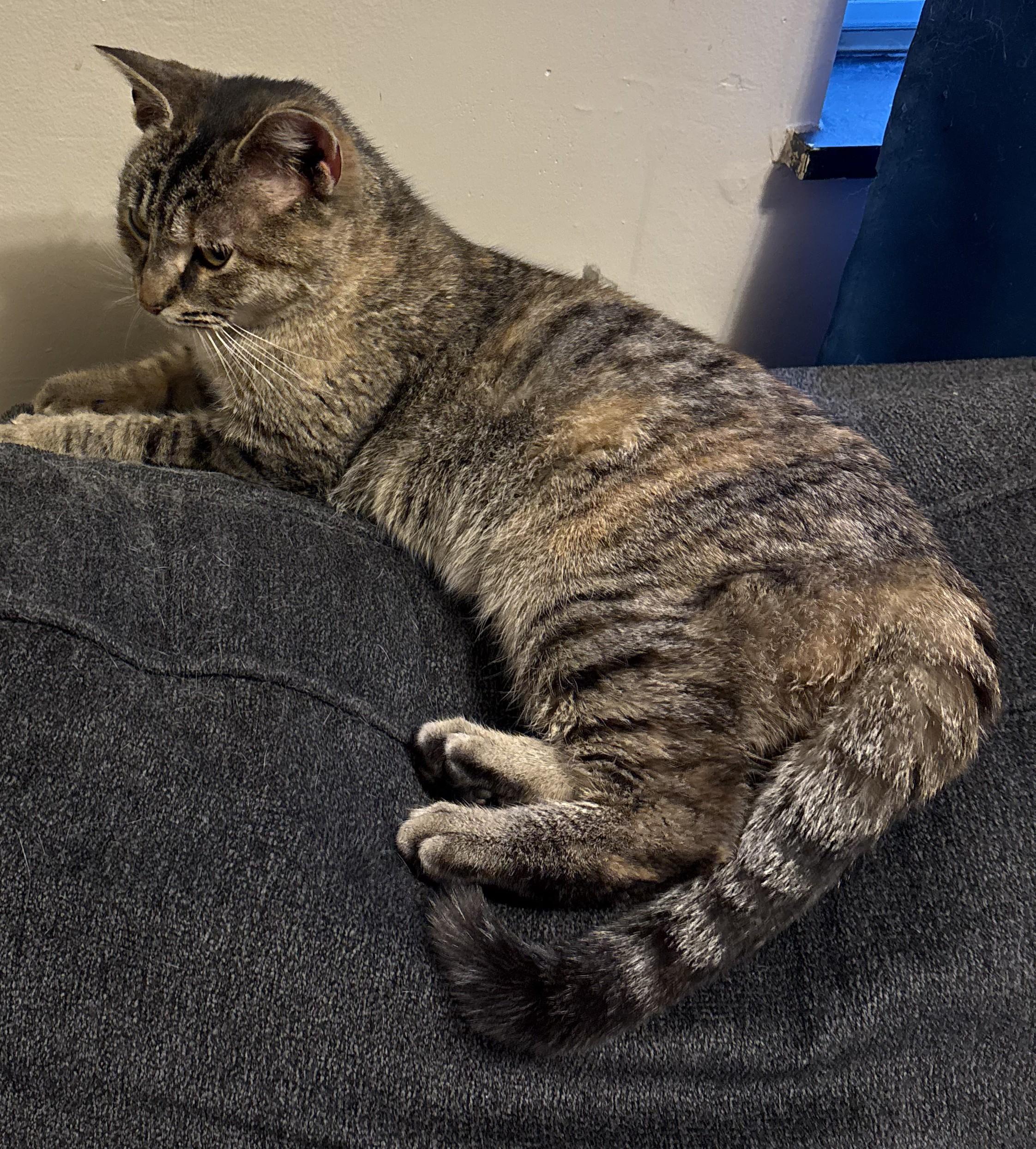 Charlotte, ADOPTABLE, Young Female Domestic Short Hair.