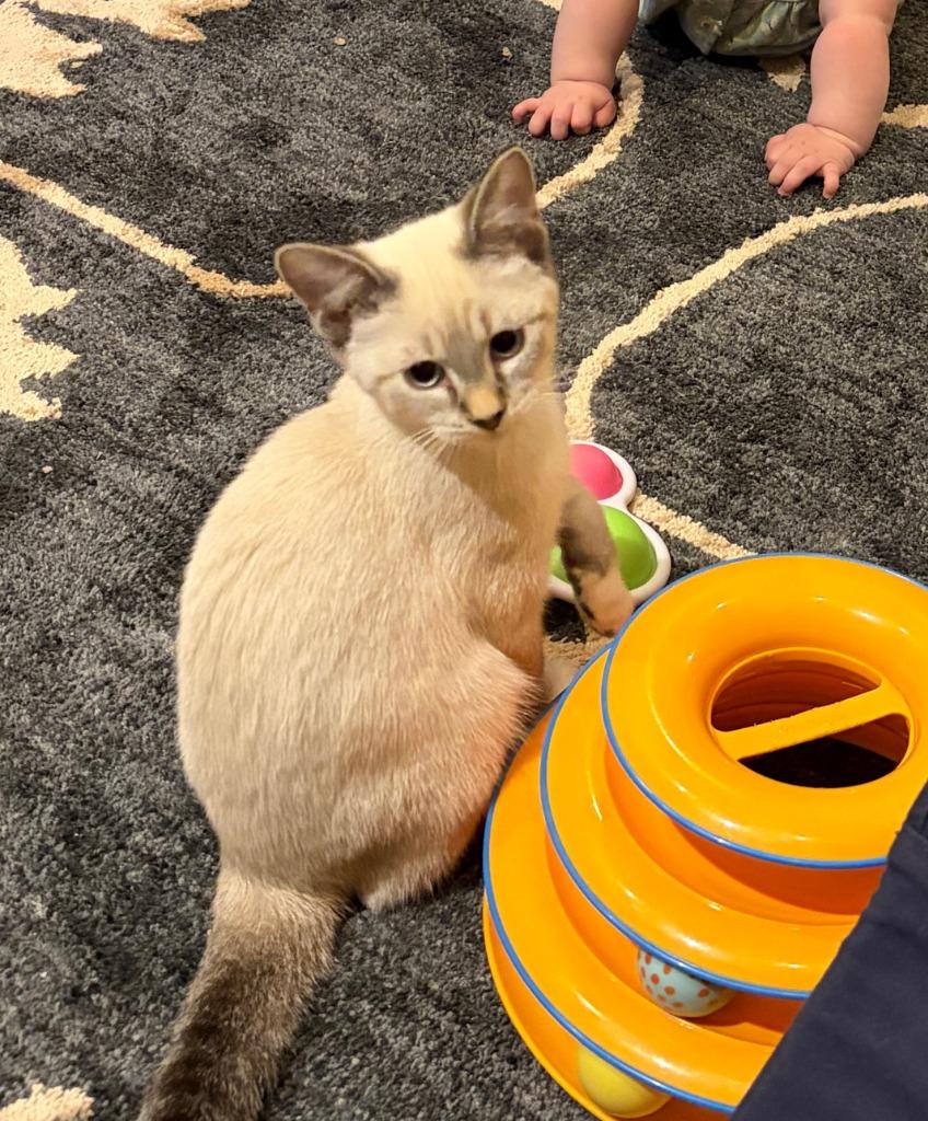Cheese - No Longer Accepting Applications, Adoptable, Kitten Female Domestic Short Hair.
