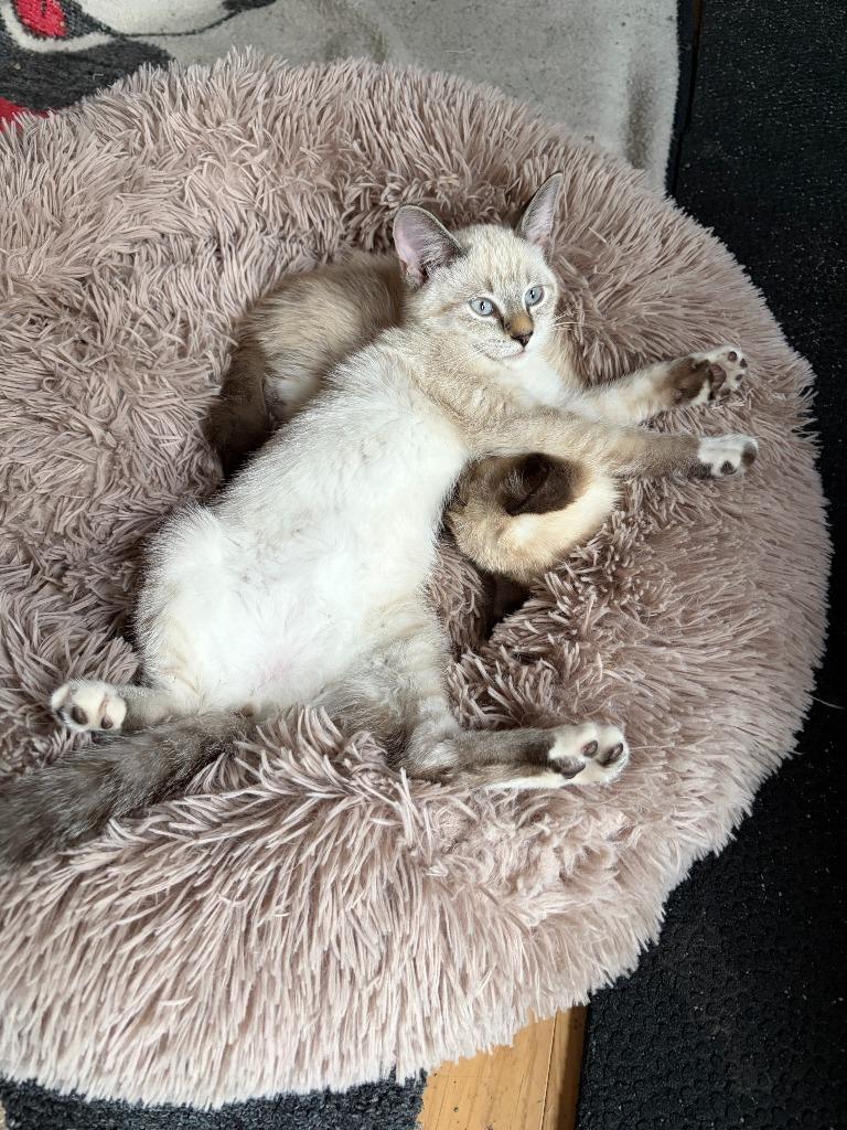 Enlarge Cheese - No Longer Accepting Applications, a Adoptable mixed breed in Minneapolis, MN image 2/5