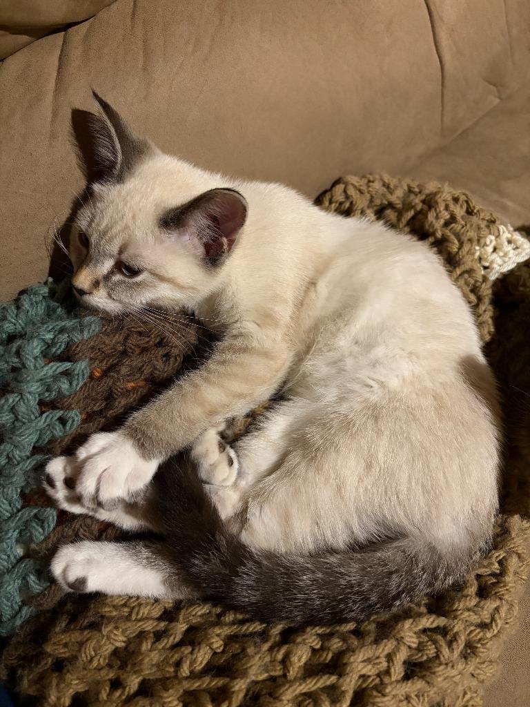 Enlarge Cheese - No Longer Accepting Applications, a Adoptable mixed breed in Minneapolis, MN image 3/5