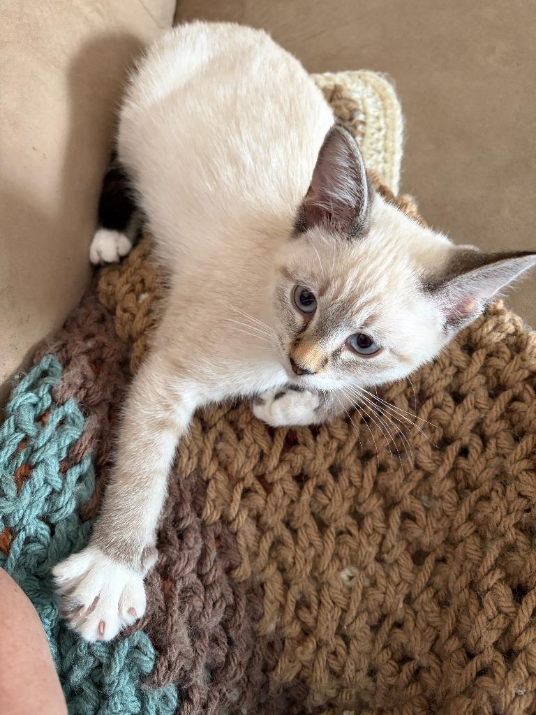 Enlarge Cheese - No Longer Accepting Applications, a Adoptable mixed breed in Minneapolis, MN image 4/5