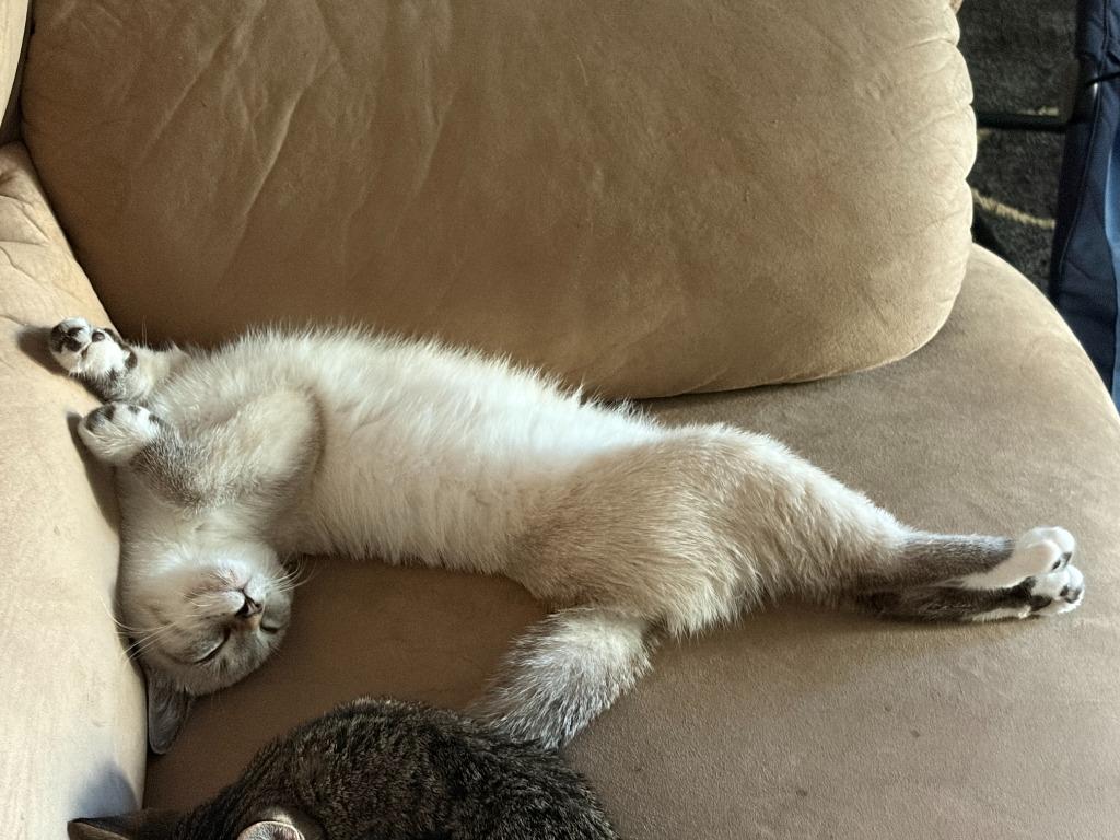 Enlarge Cheese - No Longer Accepting Applications, a Adoptable mixed breed in Minneapolis, MN image 5/5